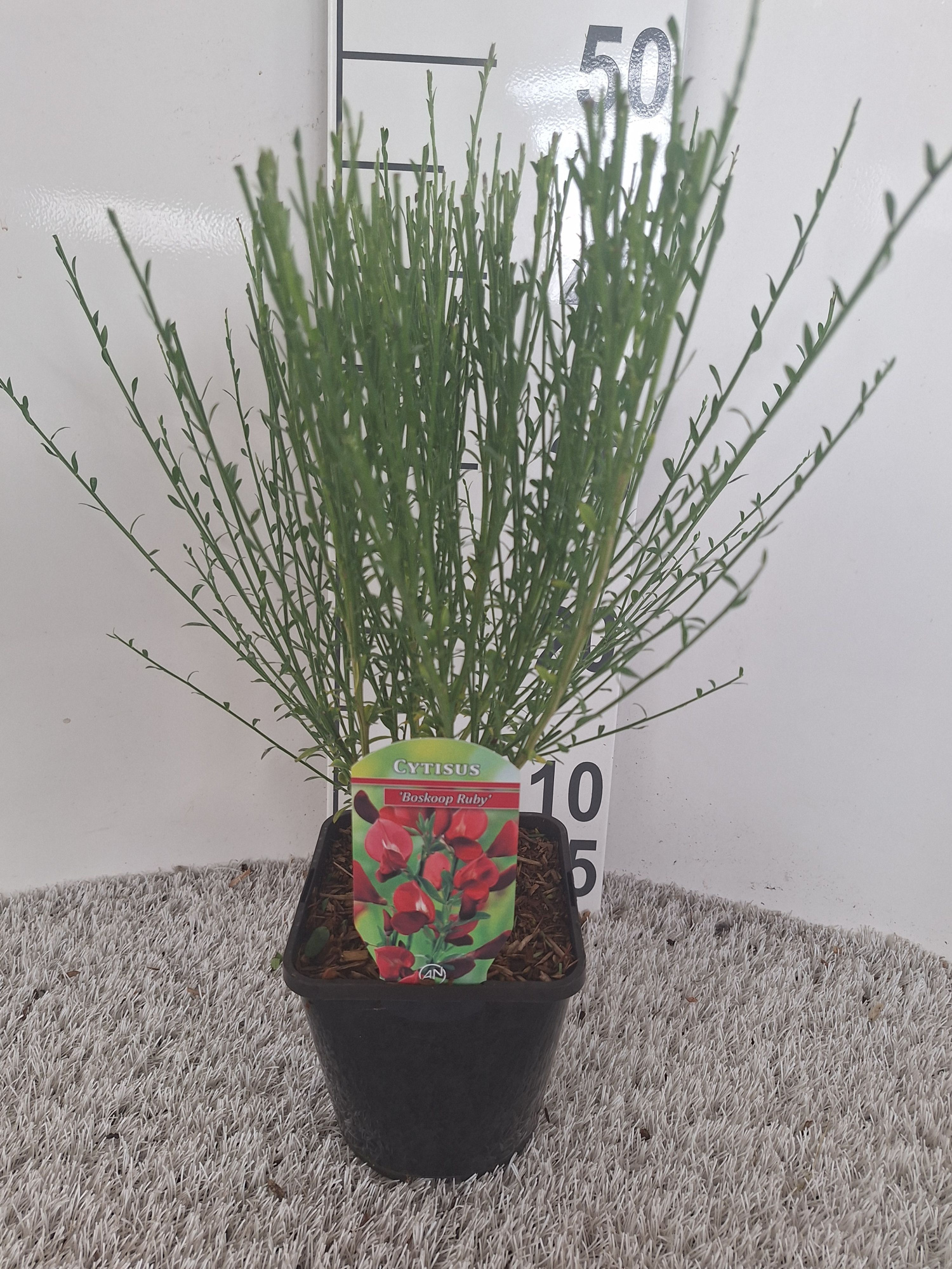 Cytisus Praecox Grp 'Boskoop Ruby', D 14