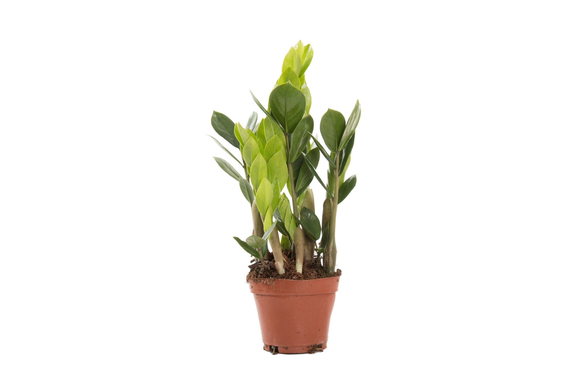 Zamioculcas Zamiifolia, D 10,5 cm