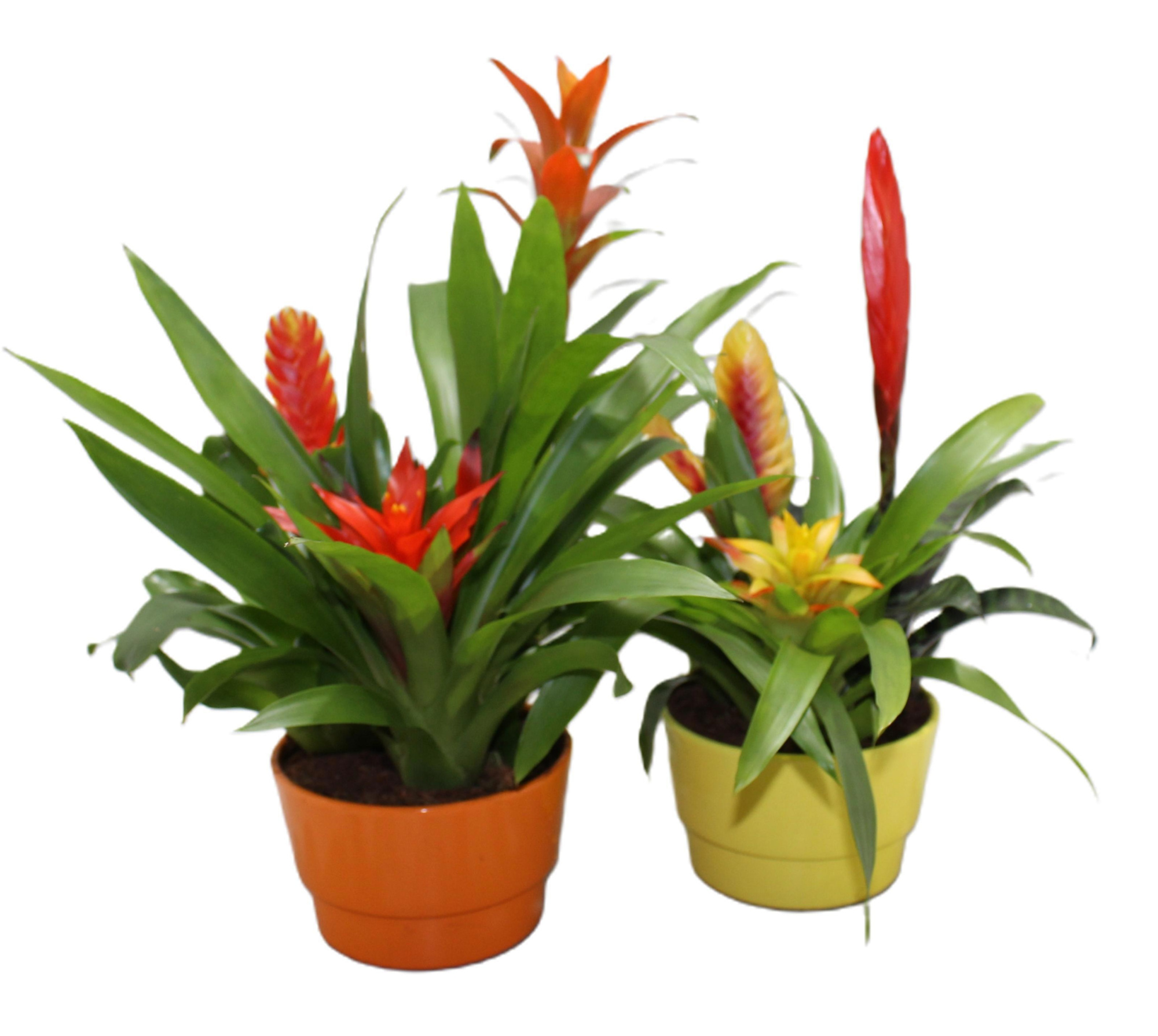Bromelia Coupe Exotic 16CM Geel/Oranje, D 16