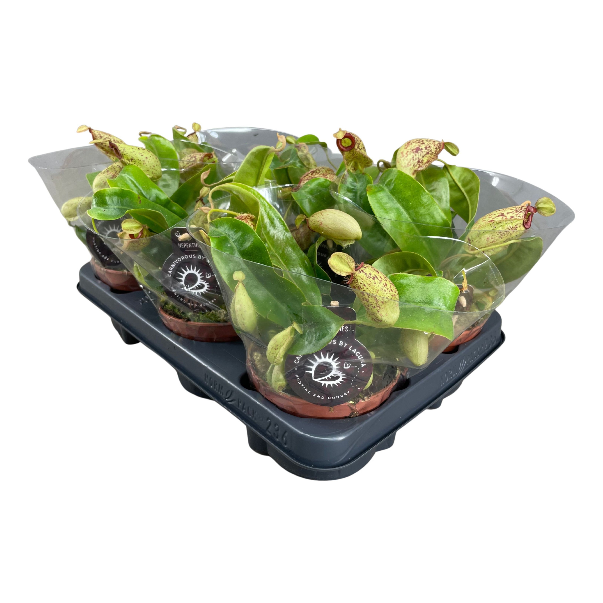 Nepenthes Hookeriana 12 cm, D 12 cm