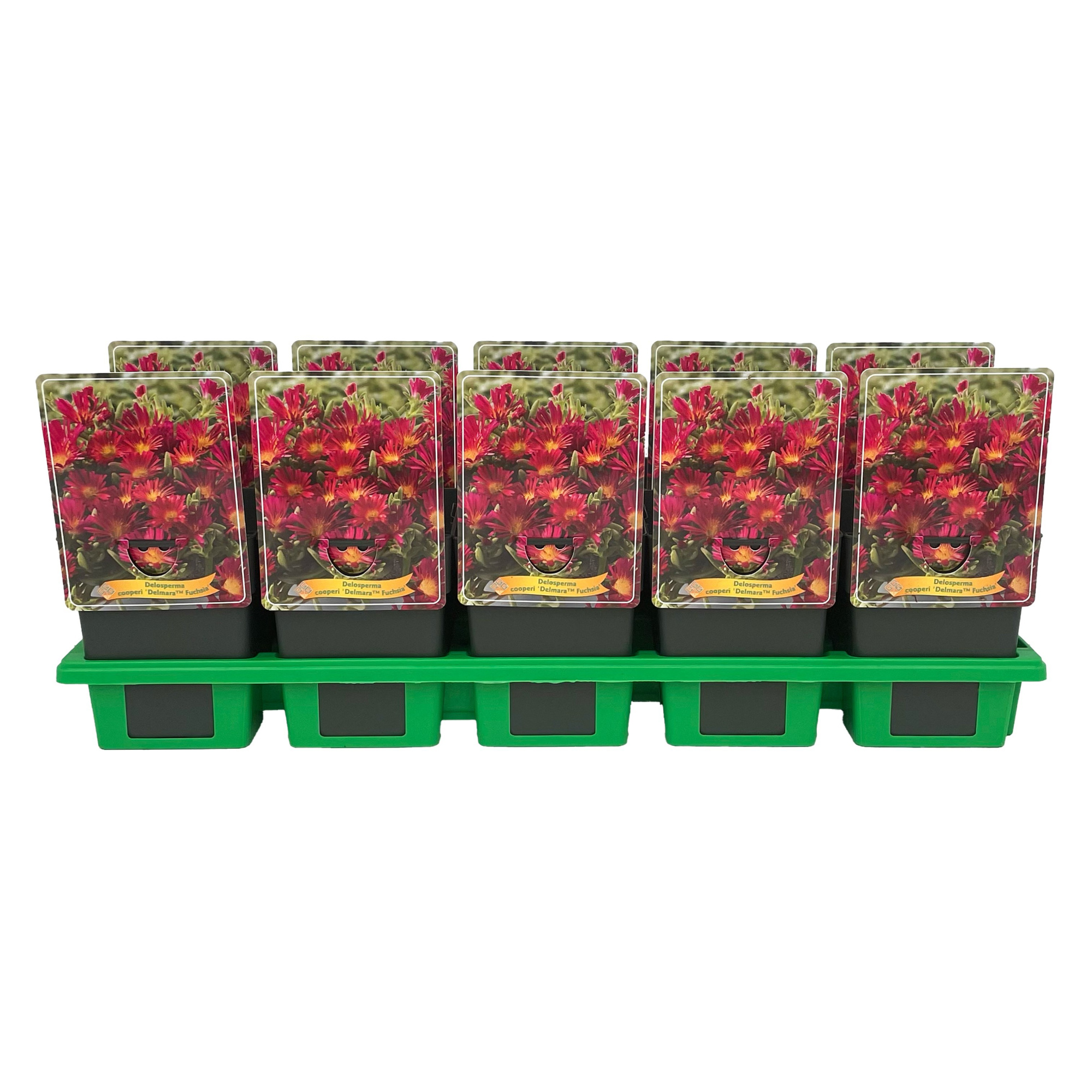 Delosperma cooperi Delmara 'Fuchsia' P11, D 11