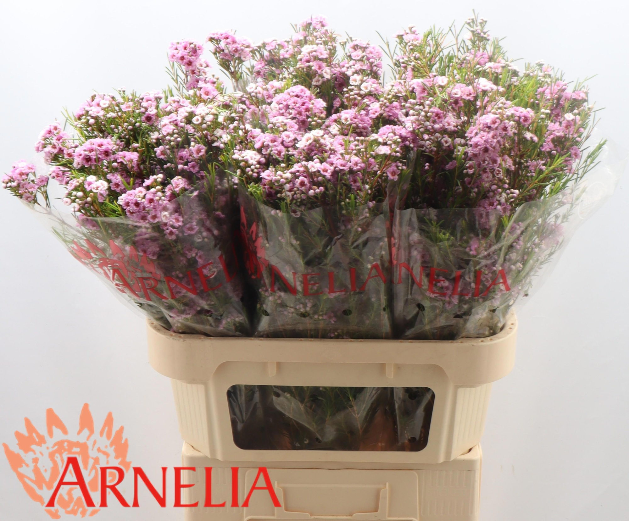 Шамелациум Жизель 80, шт.