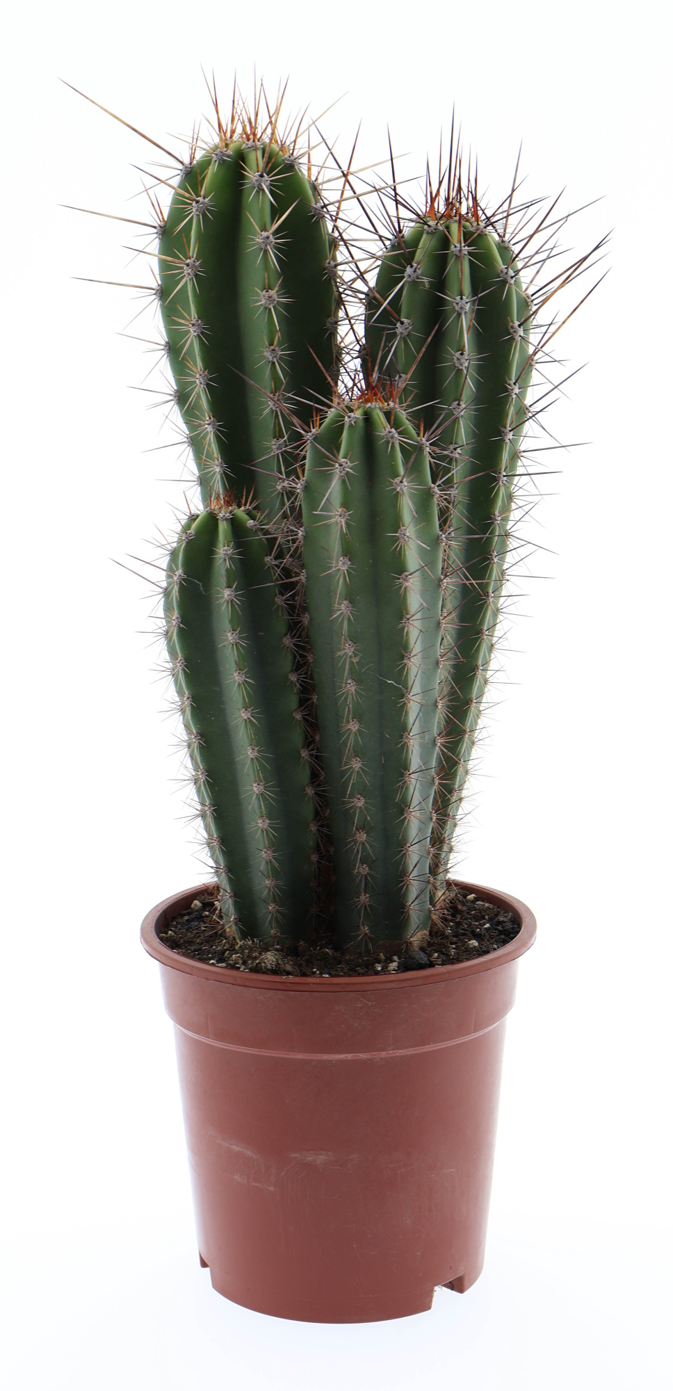 Neocardenasia herzogiana XXL, D 17 cm