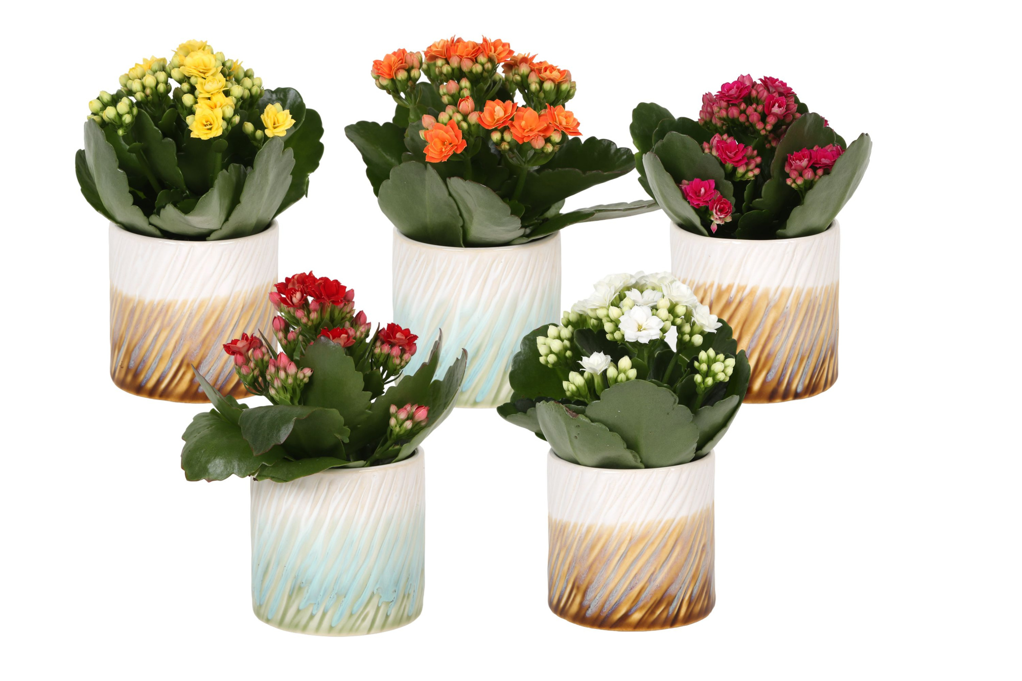 KP-885.1 - Kalanchoe Rosalina 6cm in chique cilinder, D 6