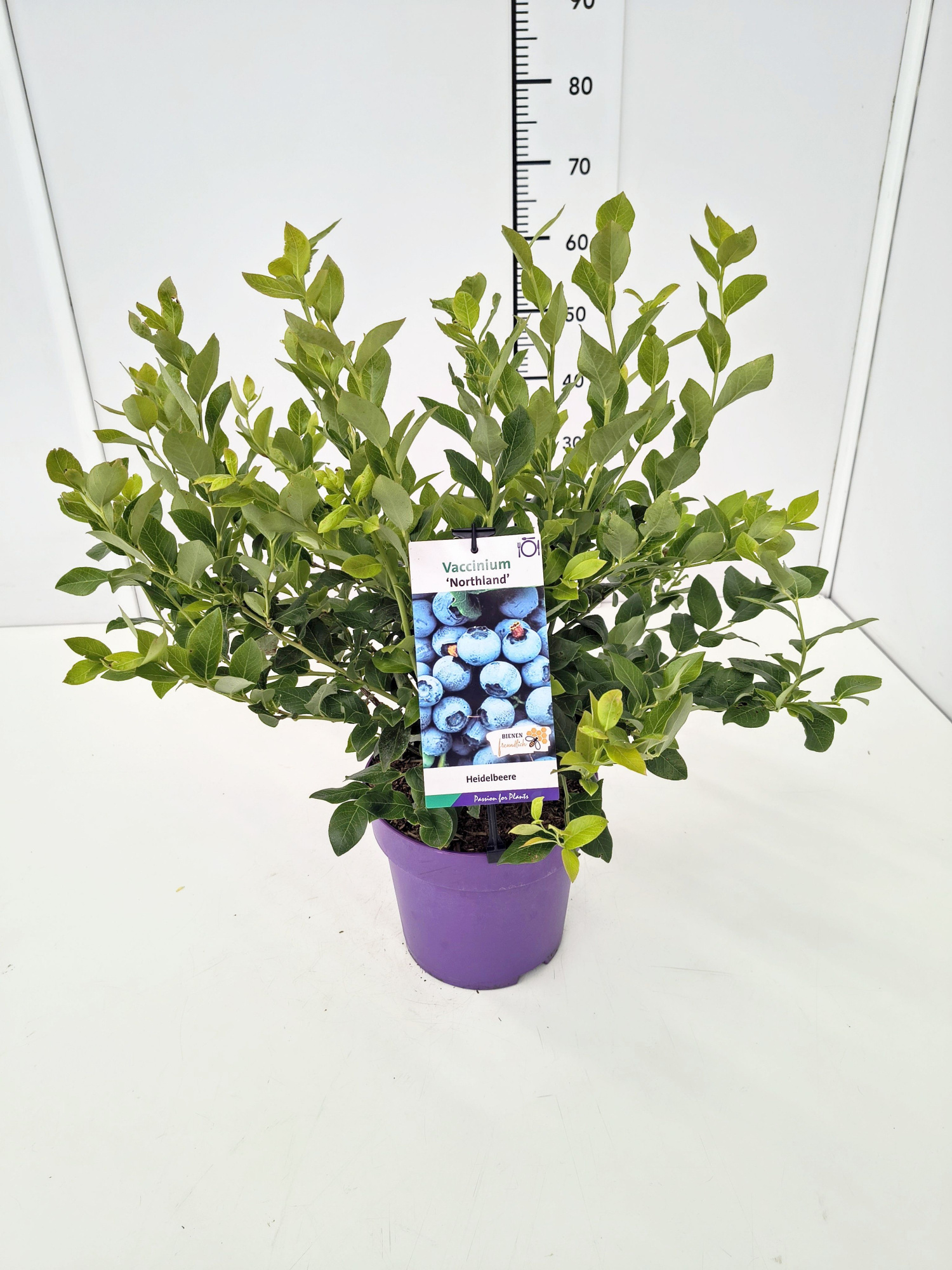 Vaccinium cor. 'Northland' 40-60C5, D 23 cm