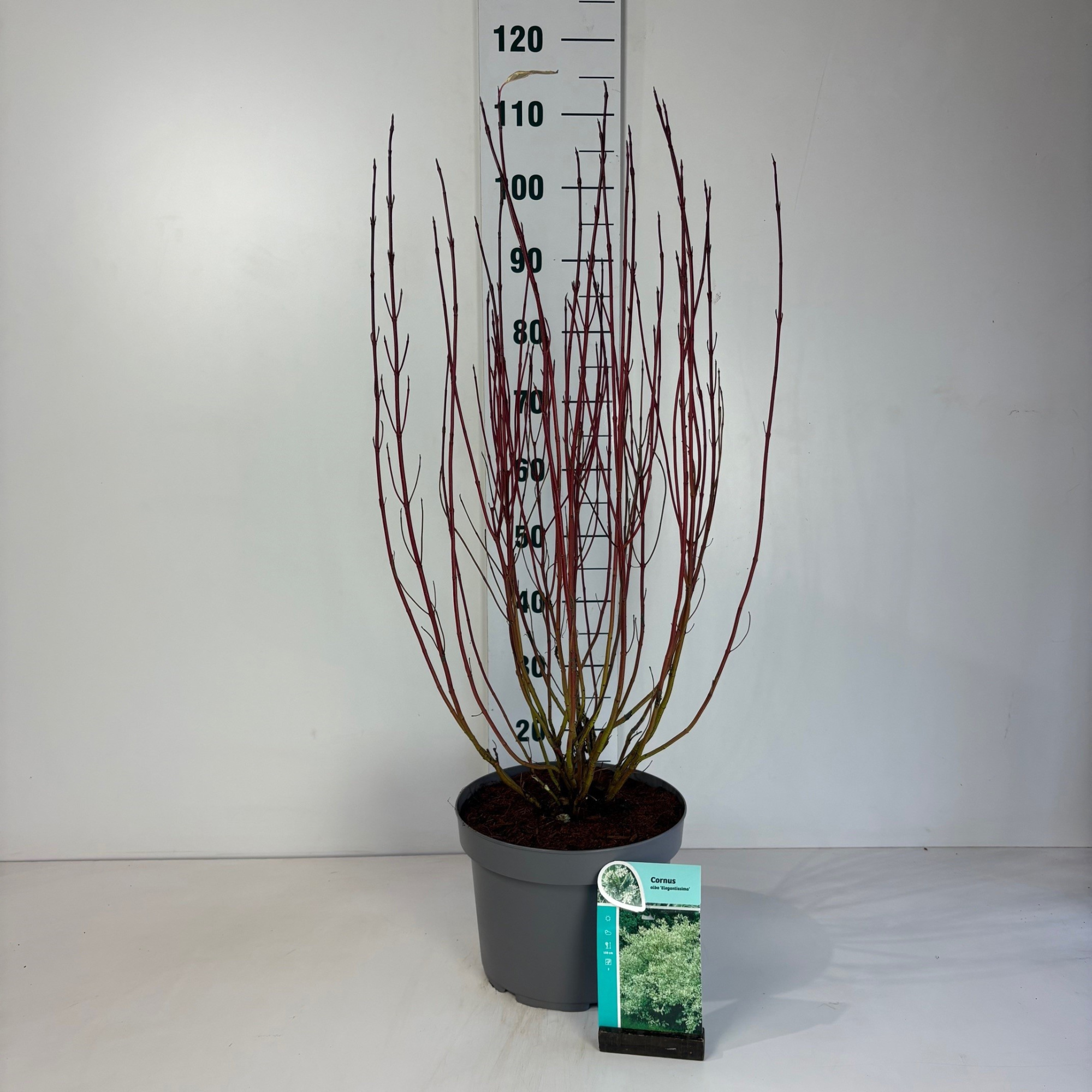 Cornus alba Elegantissima, D 29