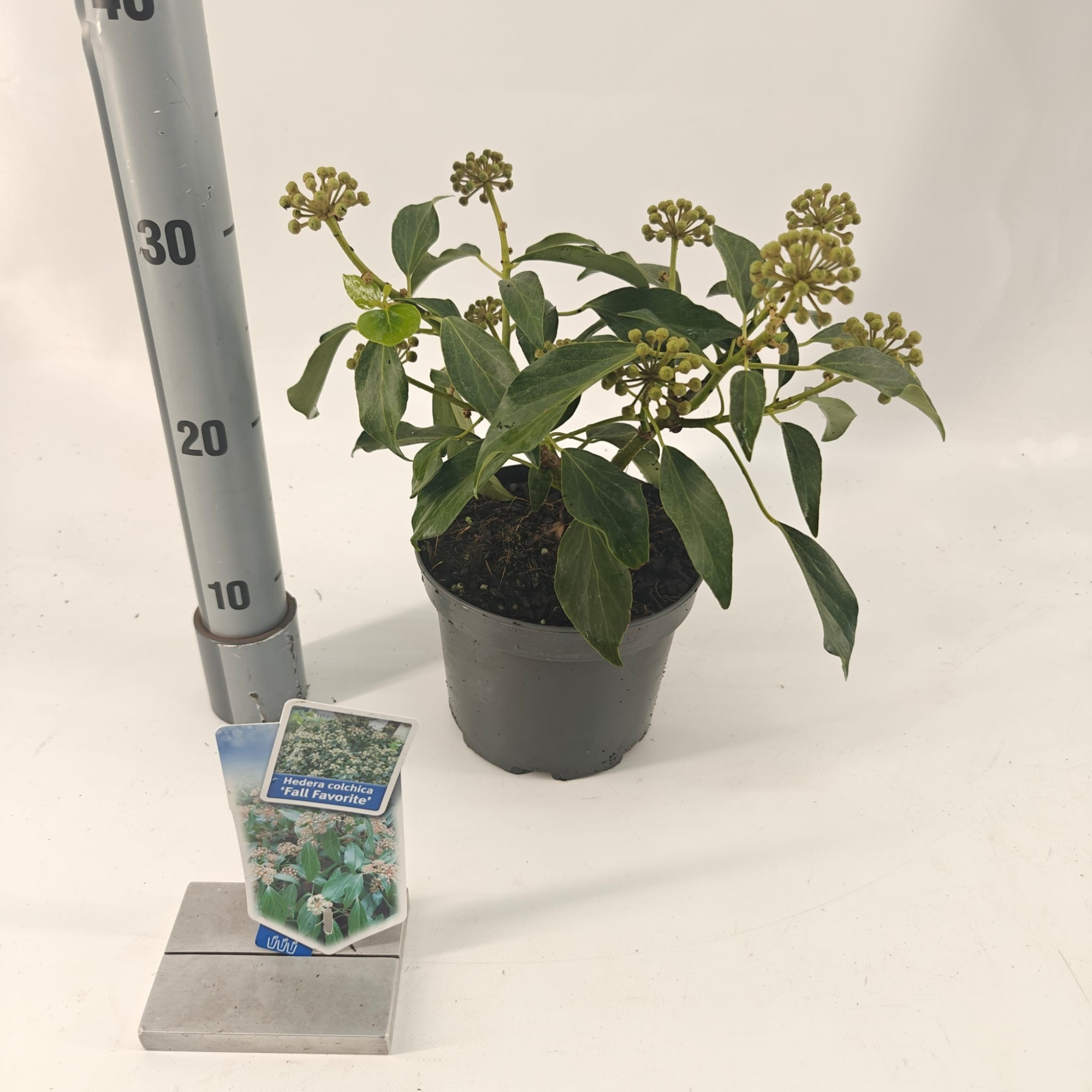 Hedera colchica 'Fall Favourite', D 17 cm