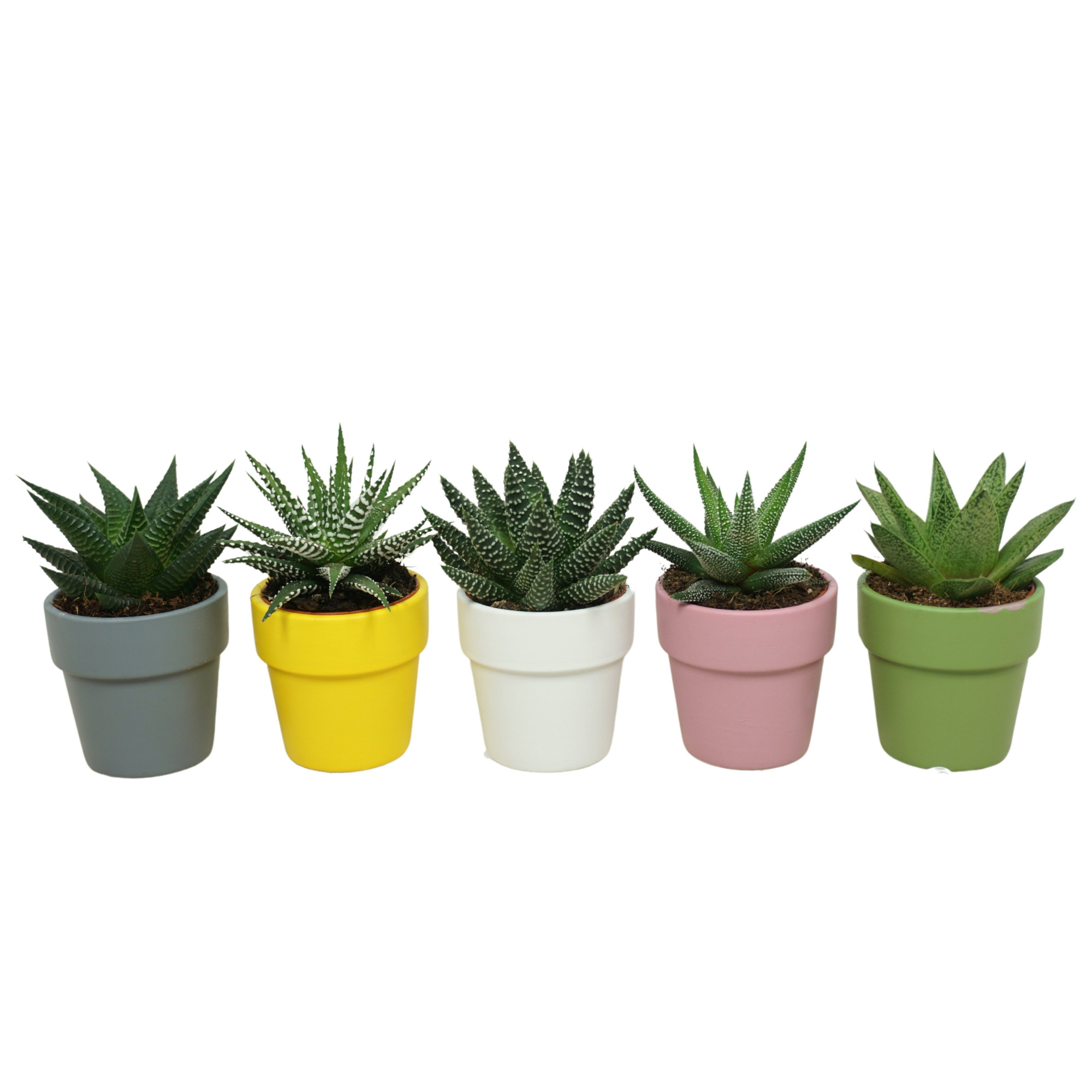 Aloë/Haworthia mix in 6 cm 'Durango Kraagpot', D 5,5 cm