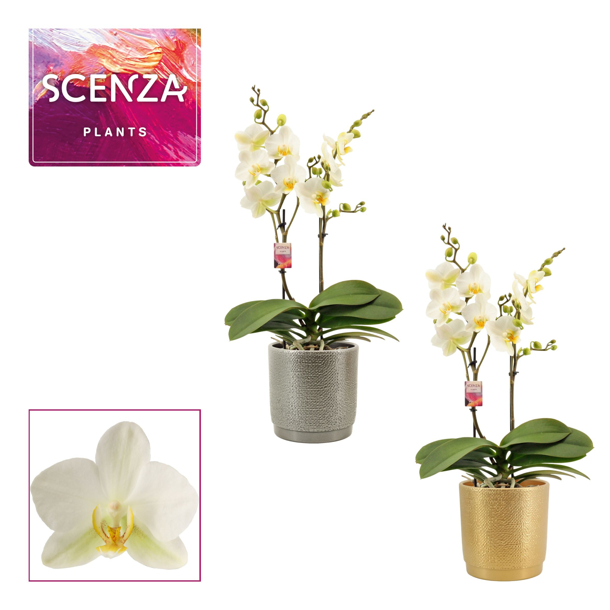 Phalaenopsis multiflora 2 tak Lausanne in Gabriël (Deco-collecti, D 12