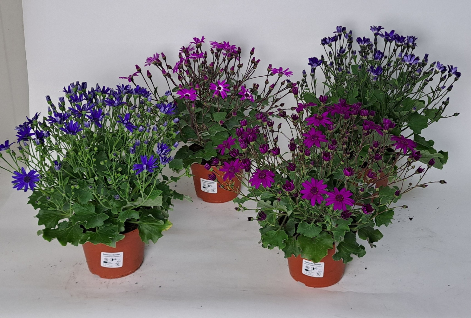 Pericallis Pop! mix laag, D 15