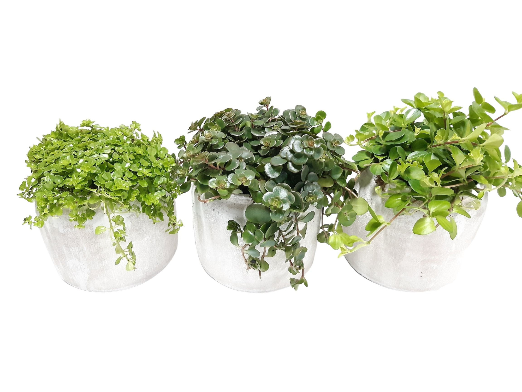 RWP16GEM Rude White Pot Groenmix, D 16 cm