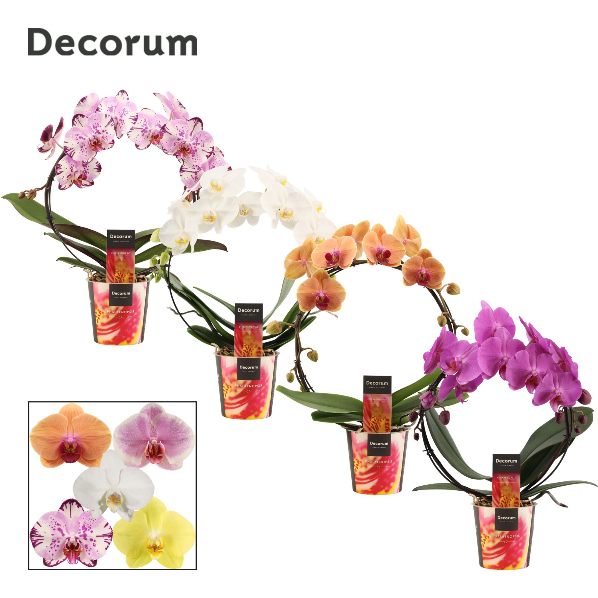 Phalaenopsis boog mix (Decorum), D 12 cm