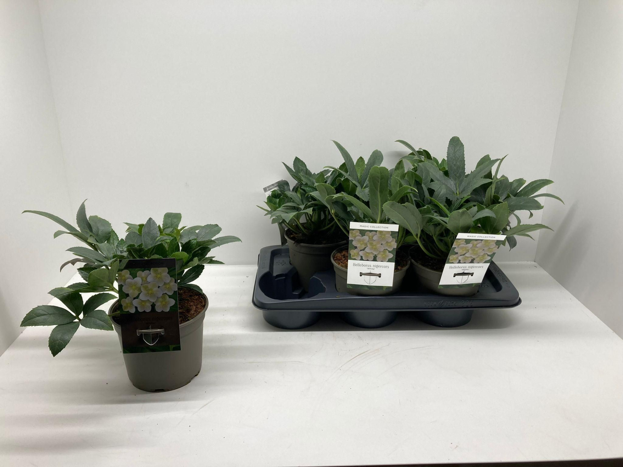 Helleborus x nigercors 'Winter Passion', D 17 cm