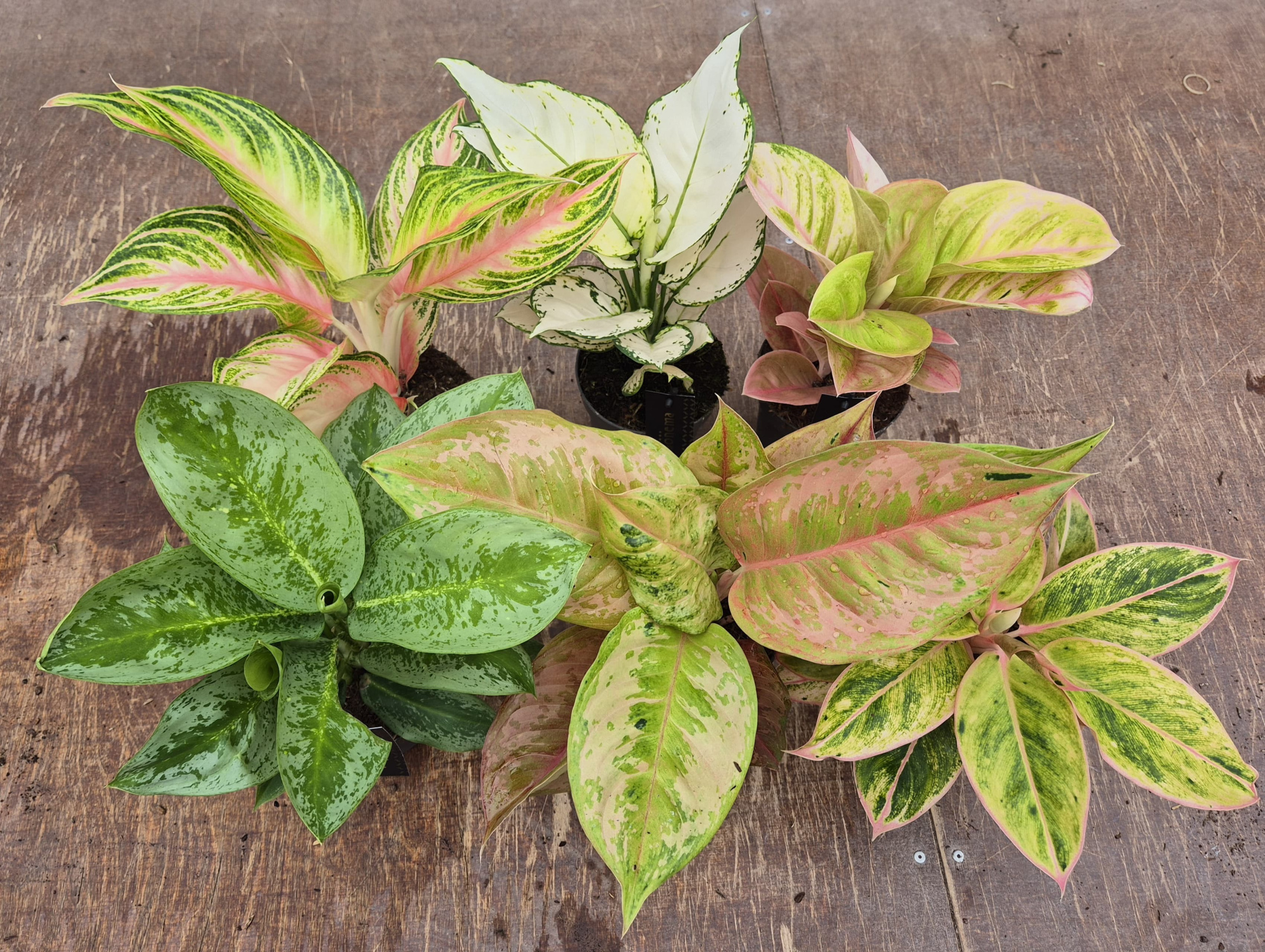 Aglaonema Promo Mix 12cm, D 12 cm