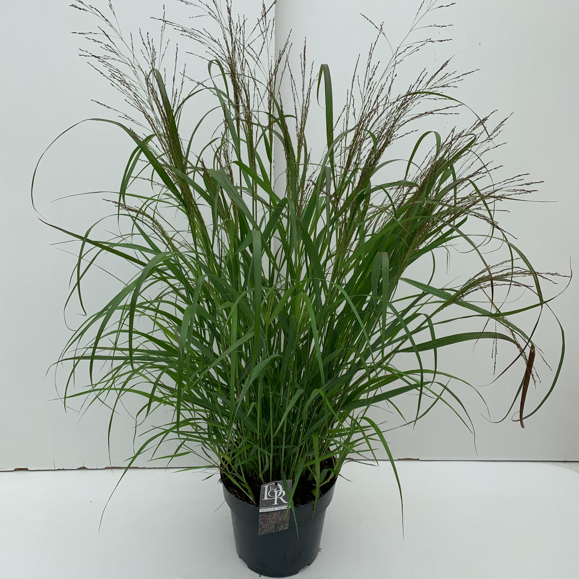 Panicum 'Squaw', D 29 cm