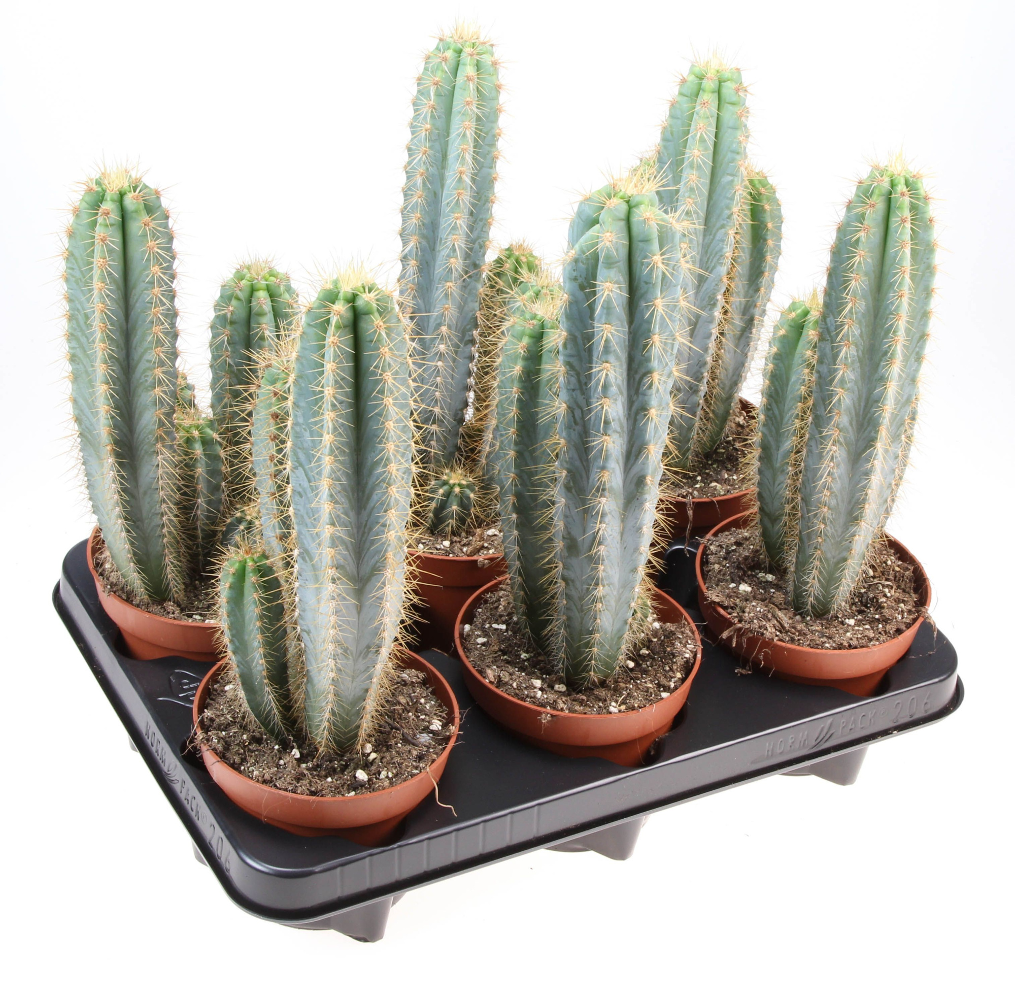 Pilosocereus azureus, D 12 cm