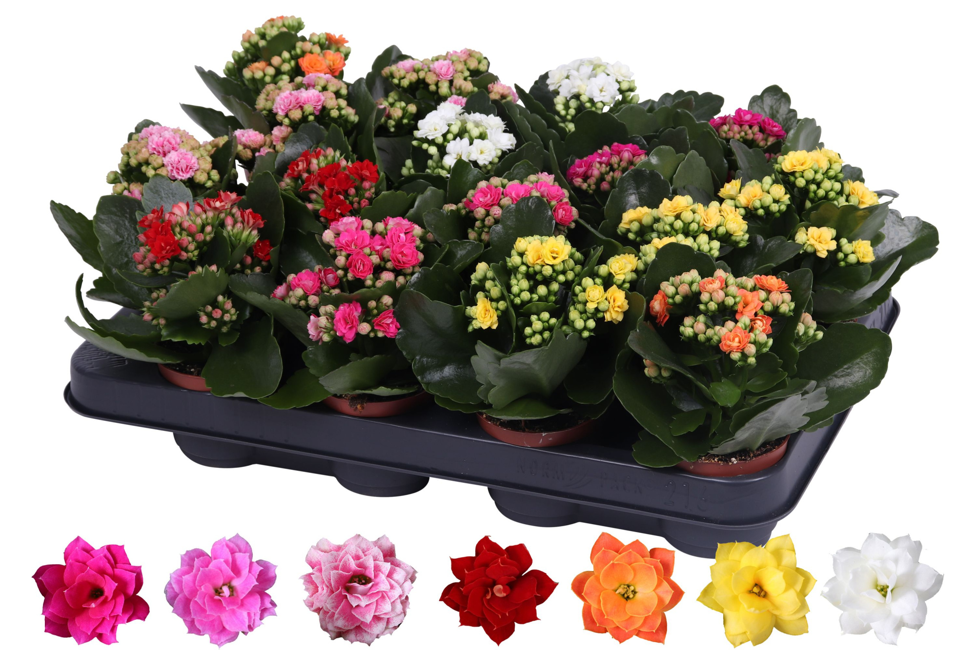 Kalanchoe Rosalina 07cm mix, zonder hoes, D 7 cm