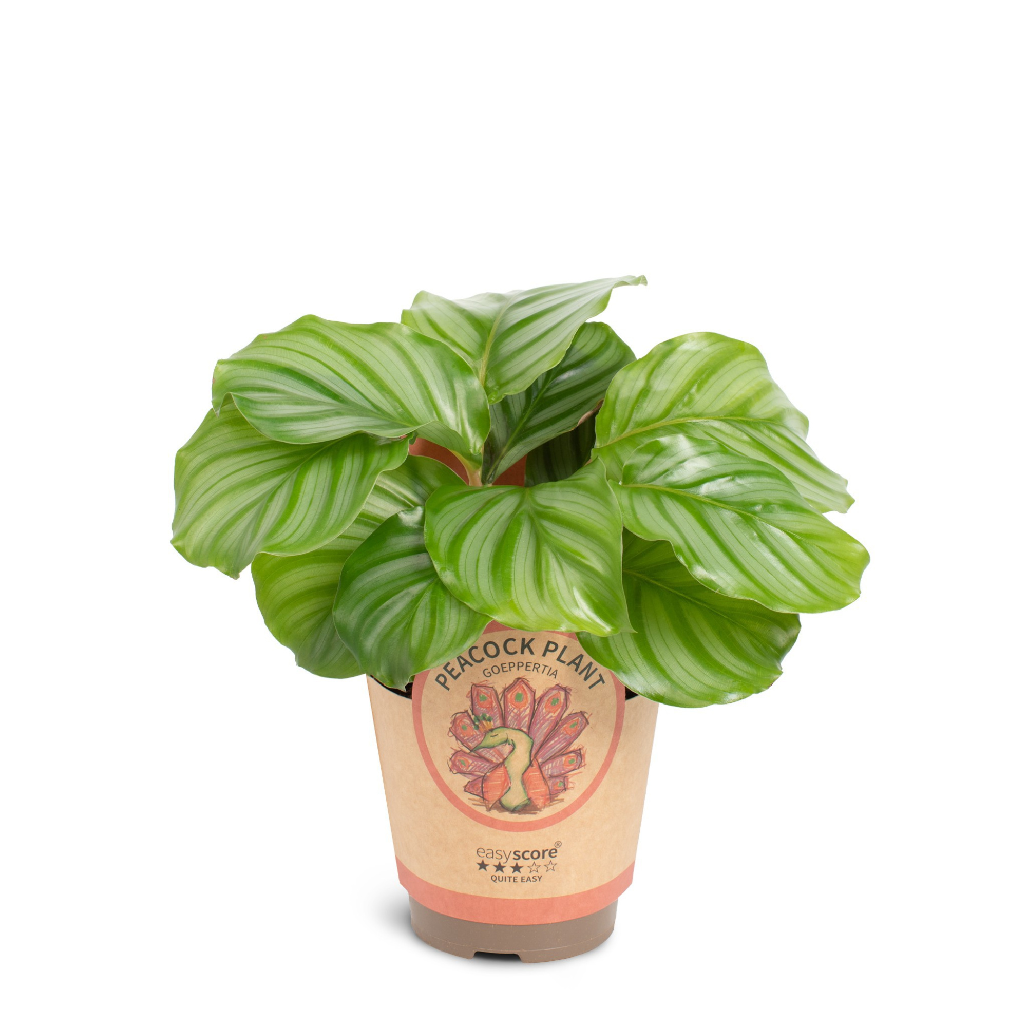 Calathea ´Orbifolia´, D 11