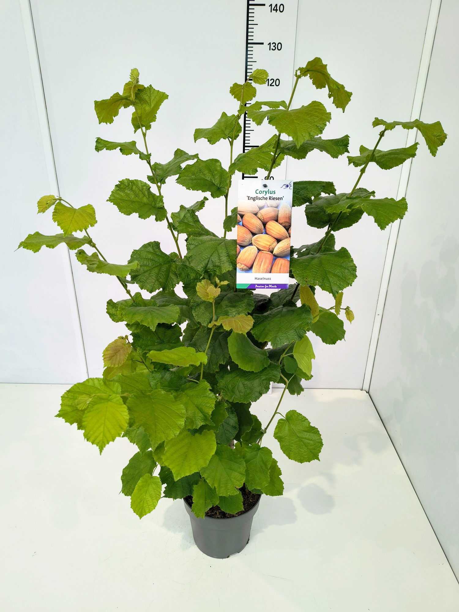 Corylus maxima 'Englische Riesennuss' 80-100C5, D 23 cm