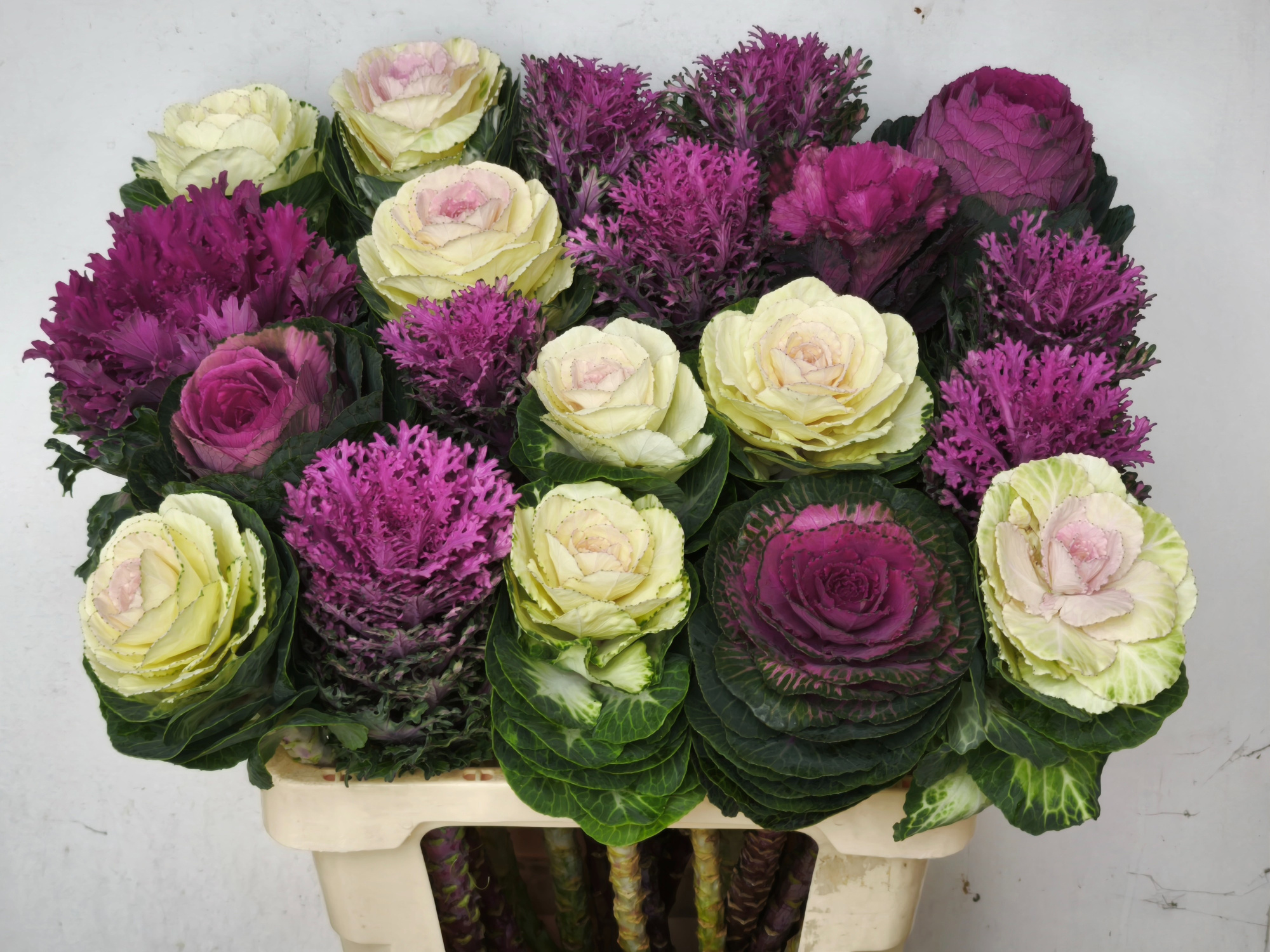 Брассика Микс 60, шт.