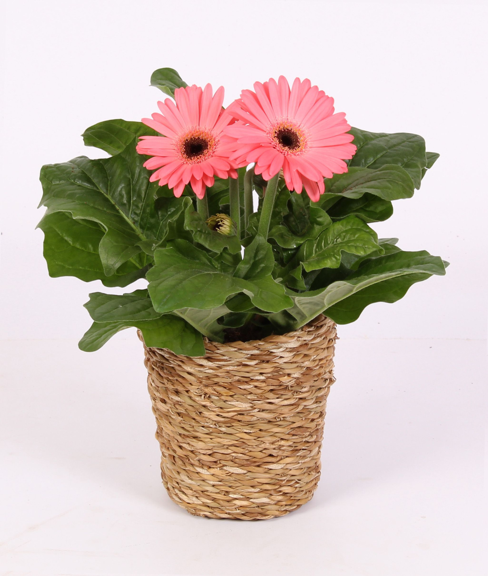 Gerbera belicht 2+ in grass pot nature, D 12 cm