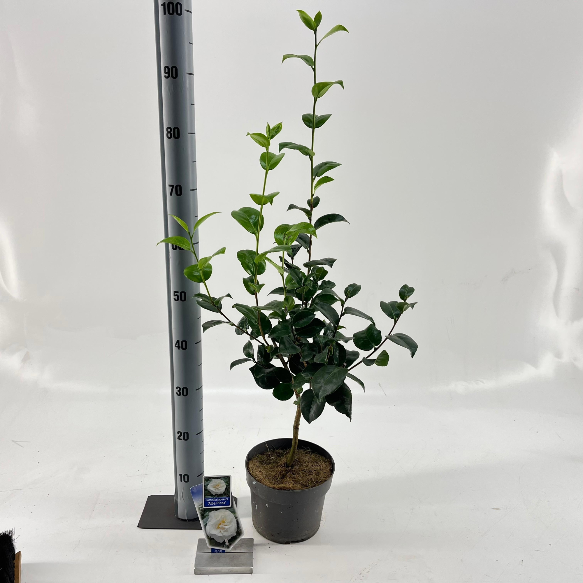 Camellia japonica 'Alba Plena', D 19 cm