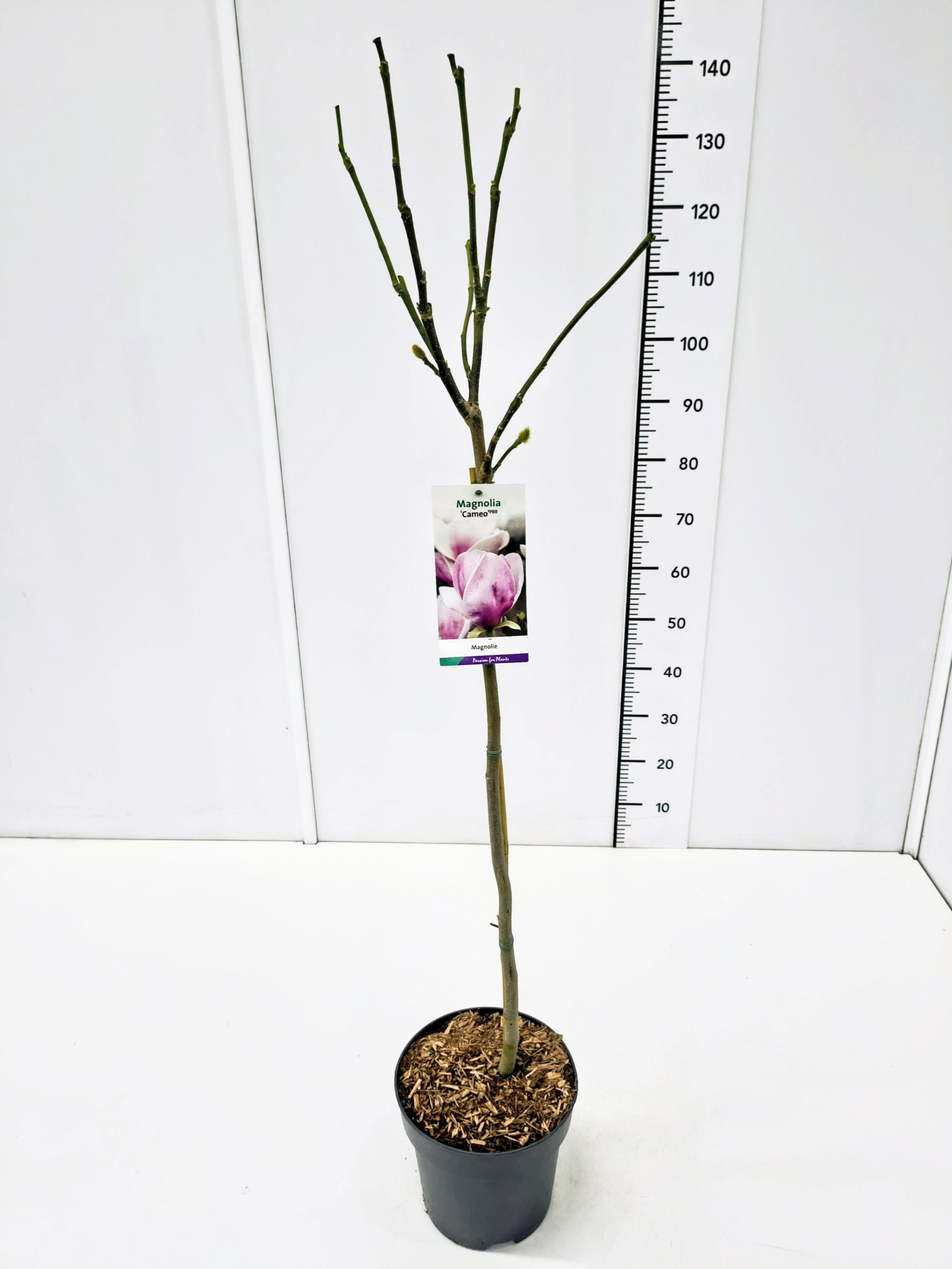 Magnolia 'Cameo' 80CMSTC10, D 28