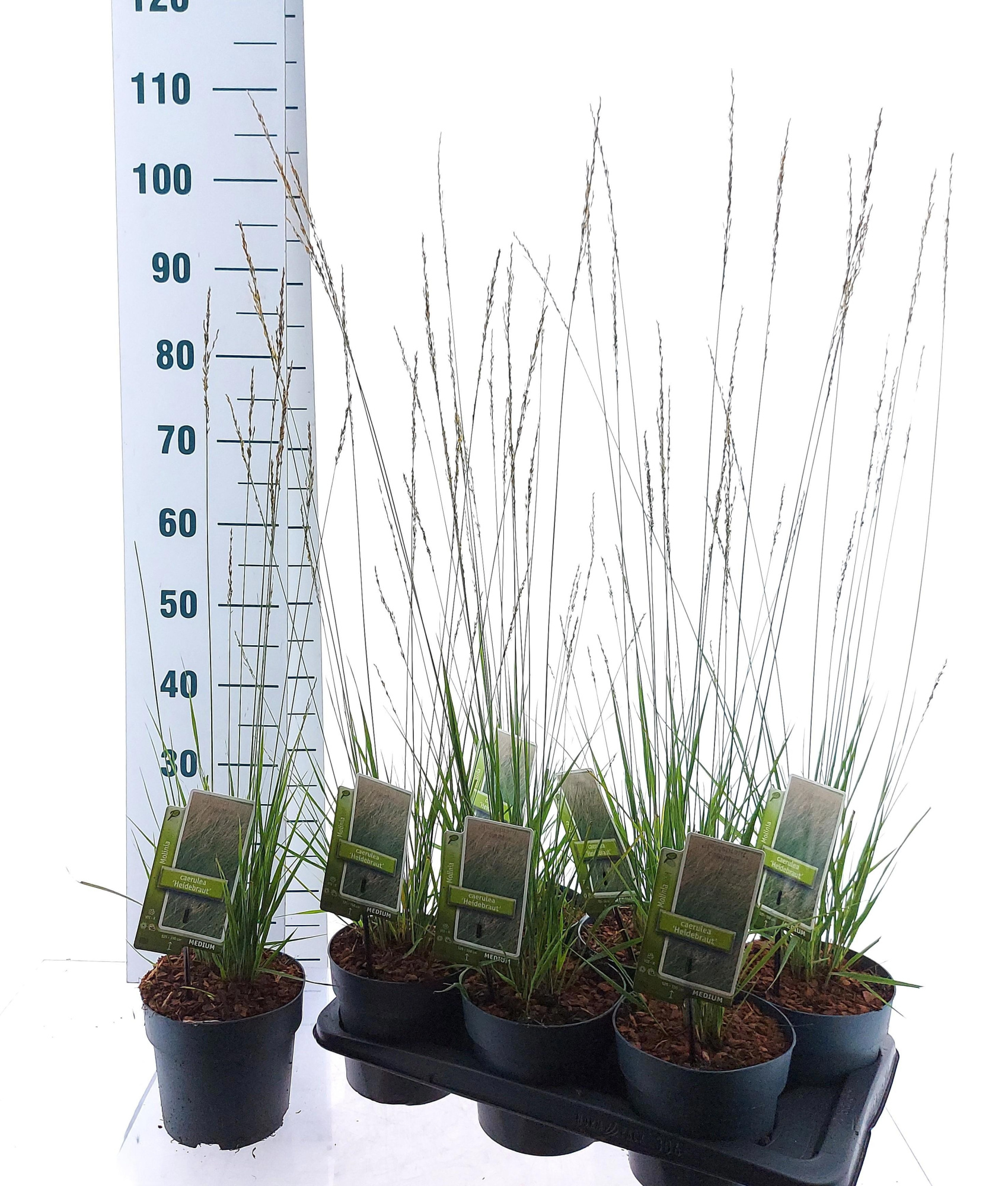 Molinia caerulea 'Heidebraut', D 17 cm