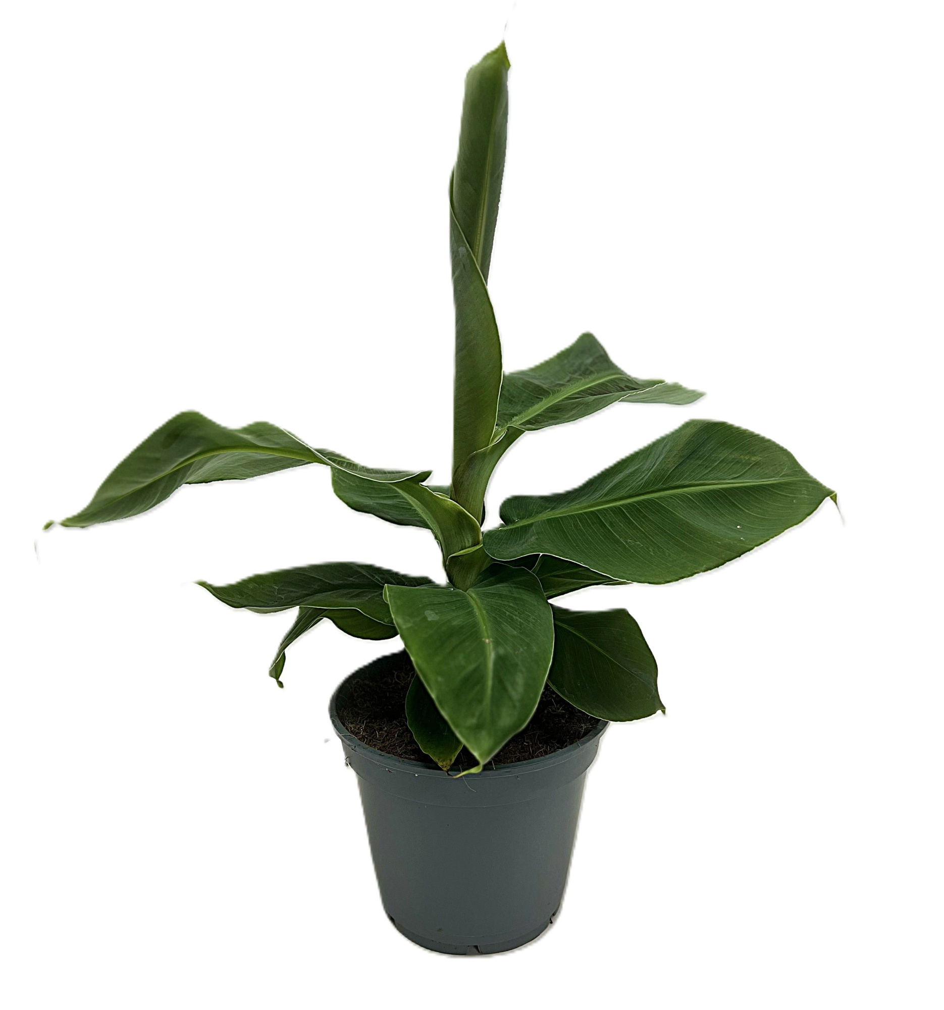 Musa Oriental Dwarf, D 17 cm