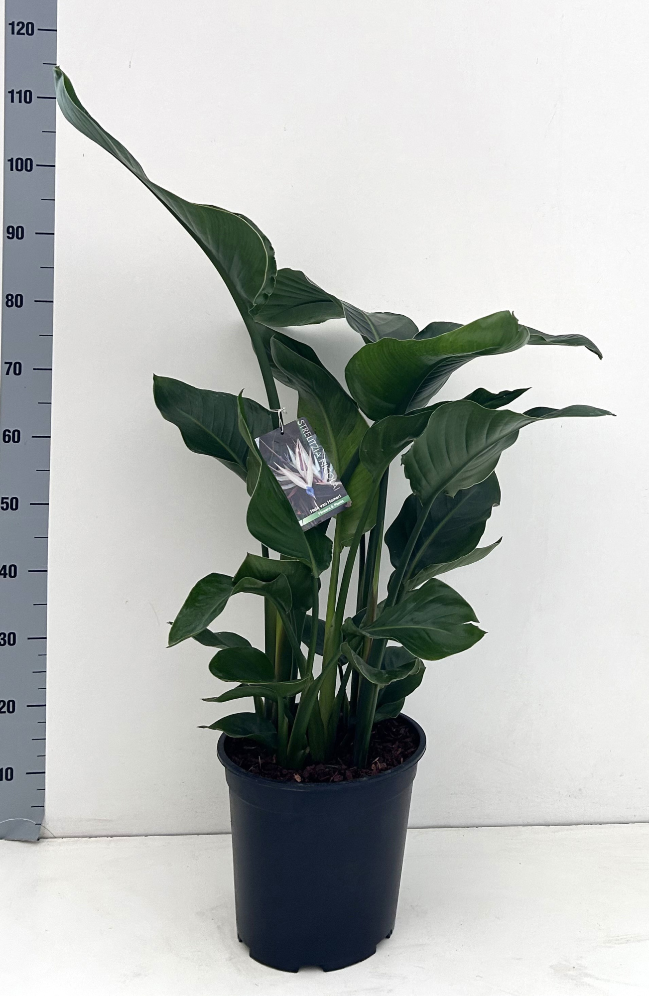 Strelitzia nicolai 5 planten per pot, D 27