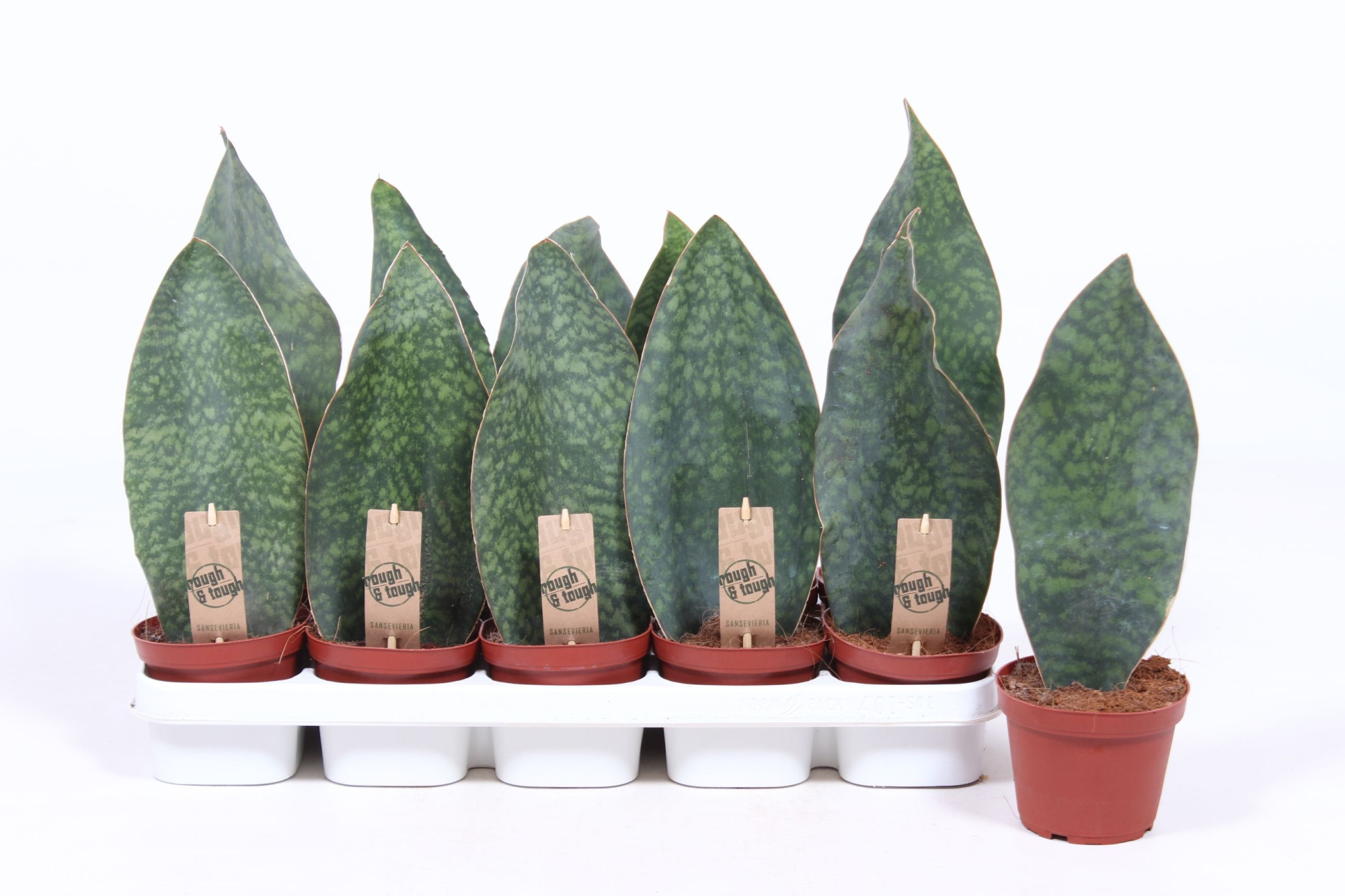 Sansevieria Victoria, D 12