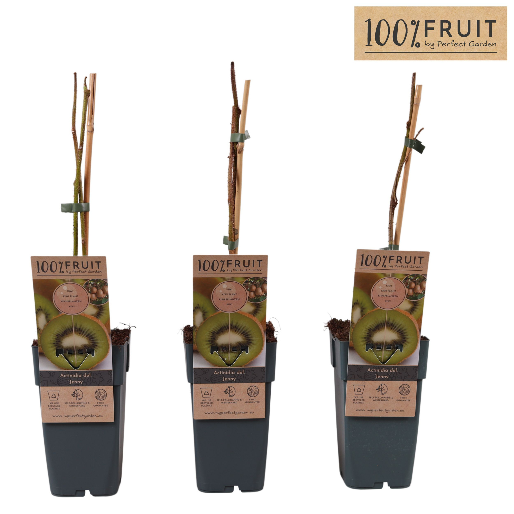 Actinidia deliciosa 'Jenny' P15, D 15