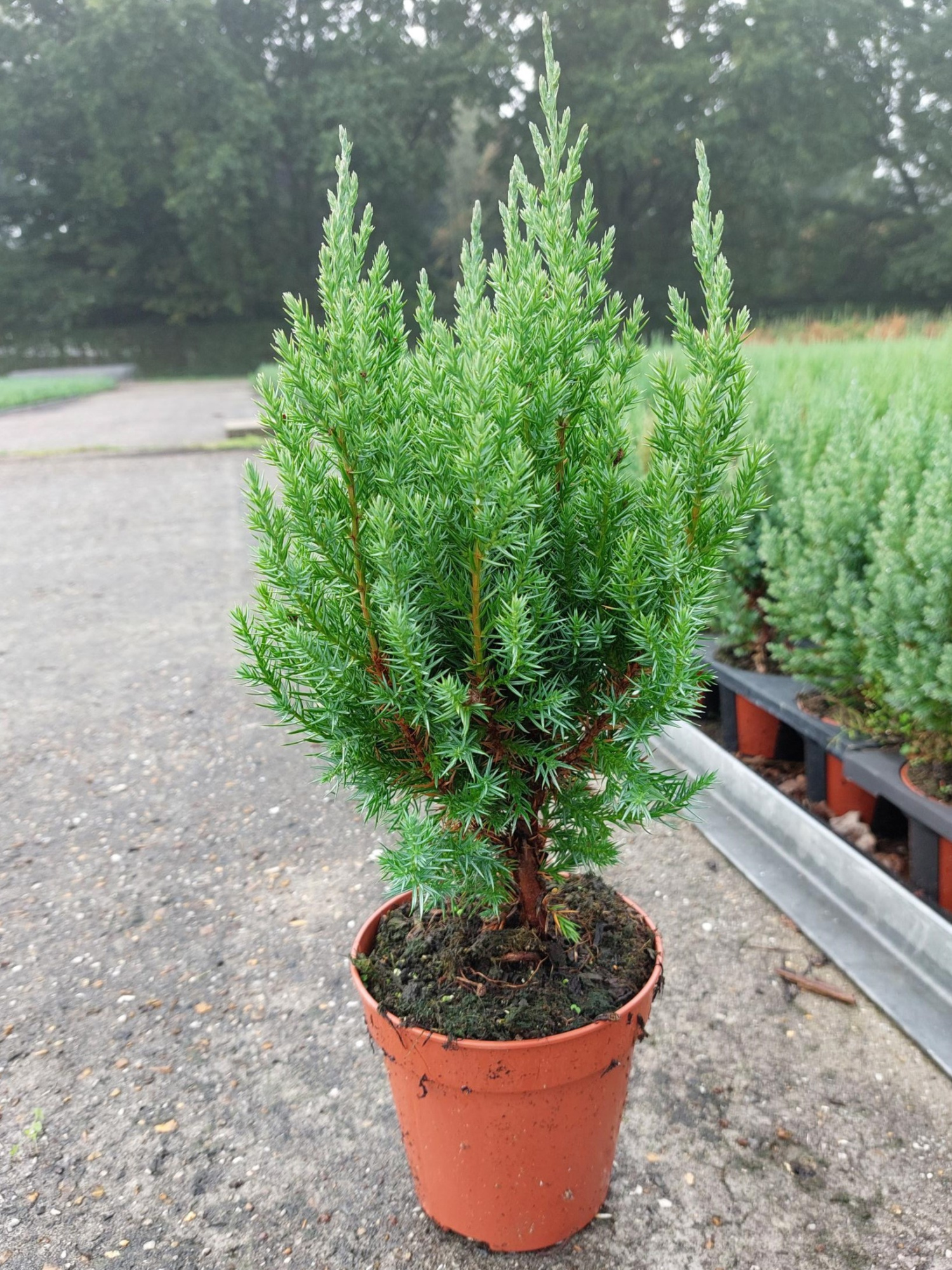 Juniperus Chinensis Stricta P13, D 13 cm
