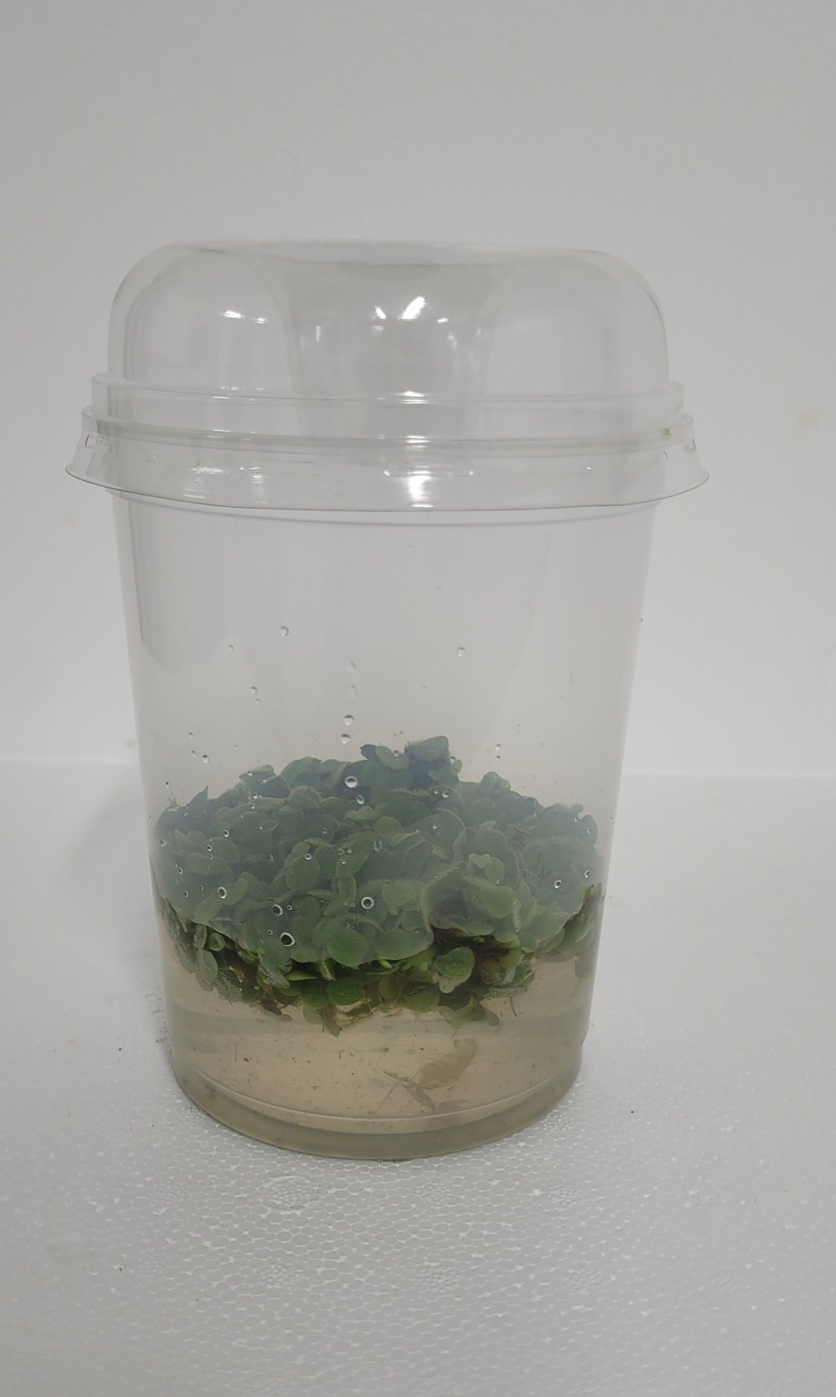 490-Salvinia minima met deksel, D 12 cm