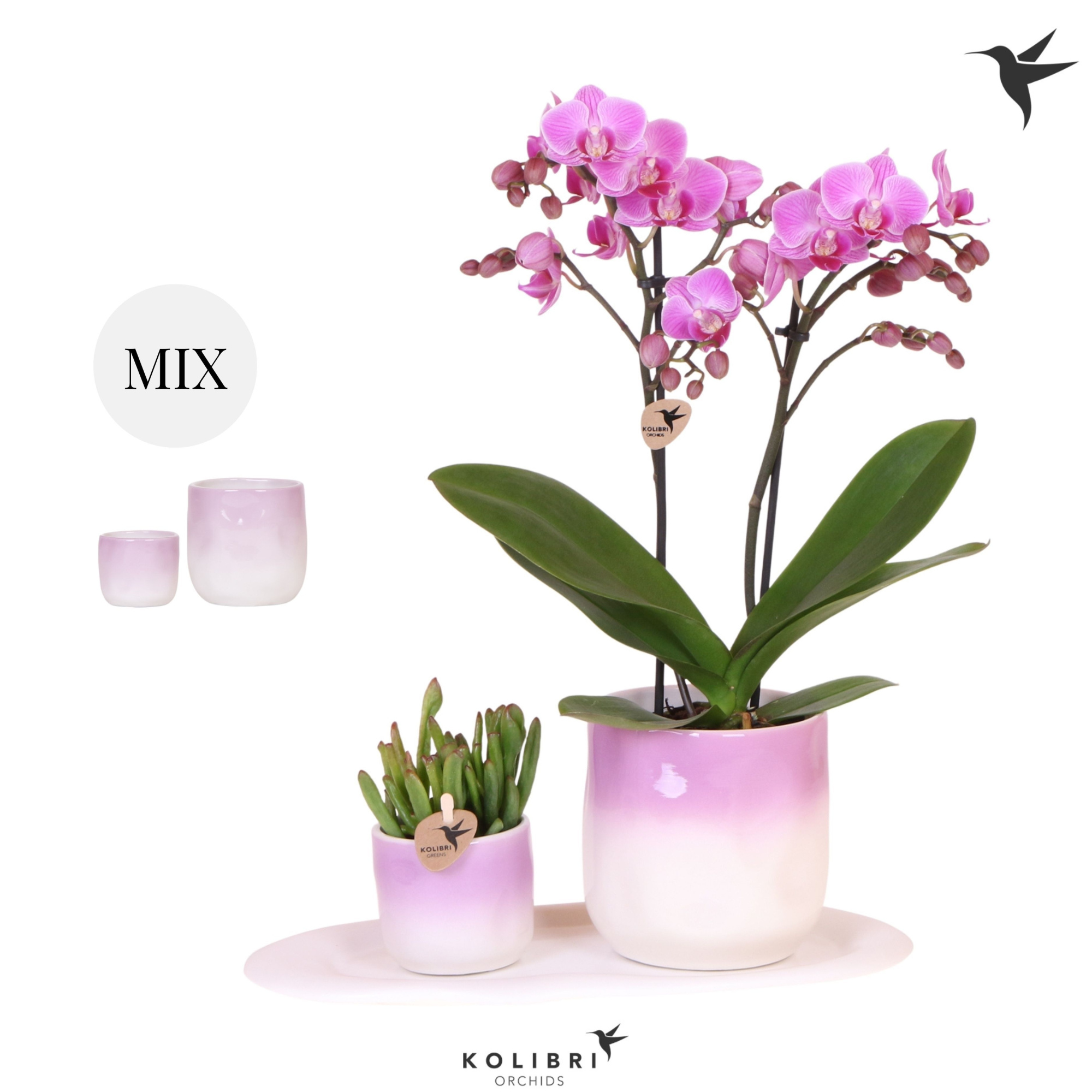 Kolibri Gift Set small Gradience, D 18 cm