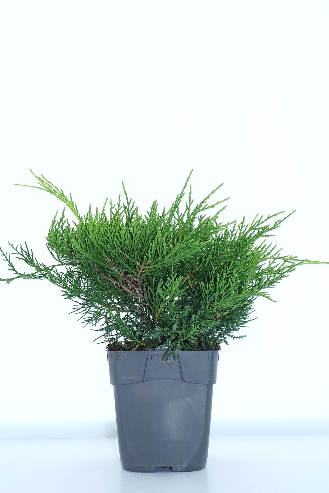 Juniperus pf. 'Old Gold', D 12