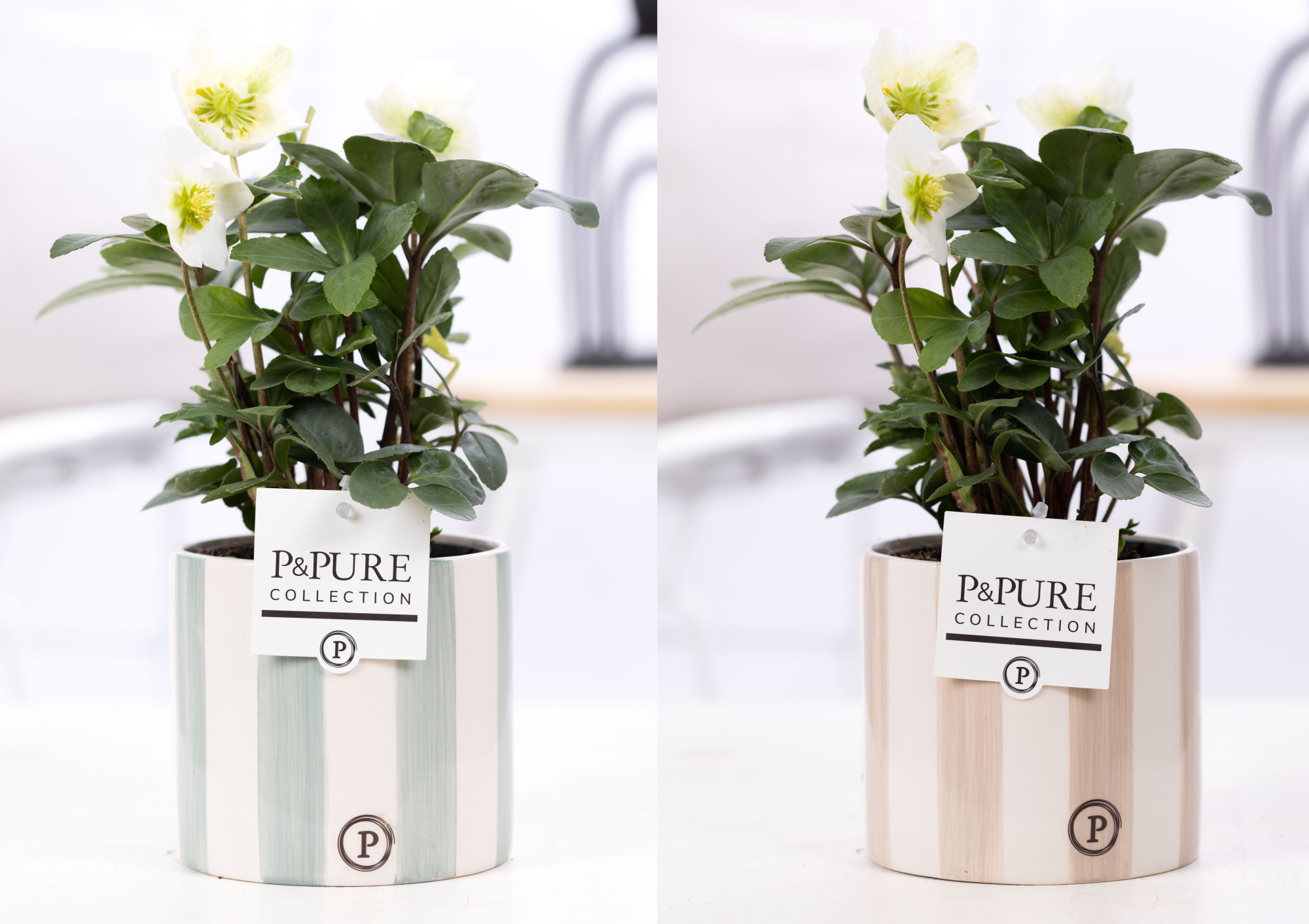 Helleborus n. Christmas Carol in Pure Eline 3 assorti. keramiek, D 12 cm