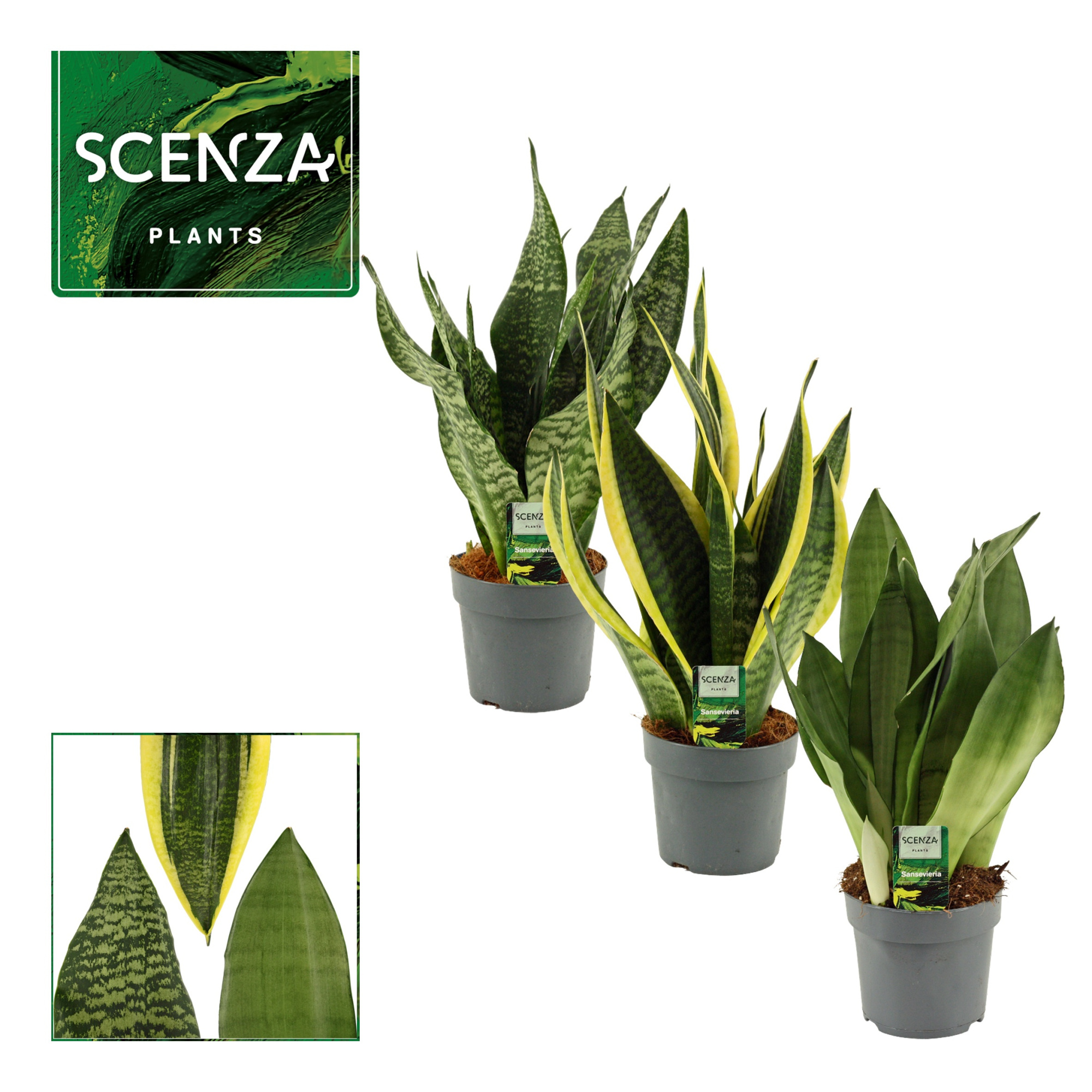 Sansevieria Super Mix 14 cm, D 14