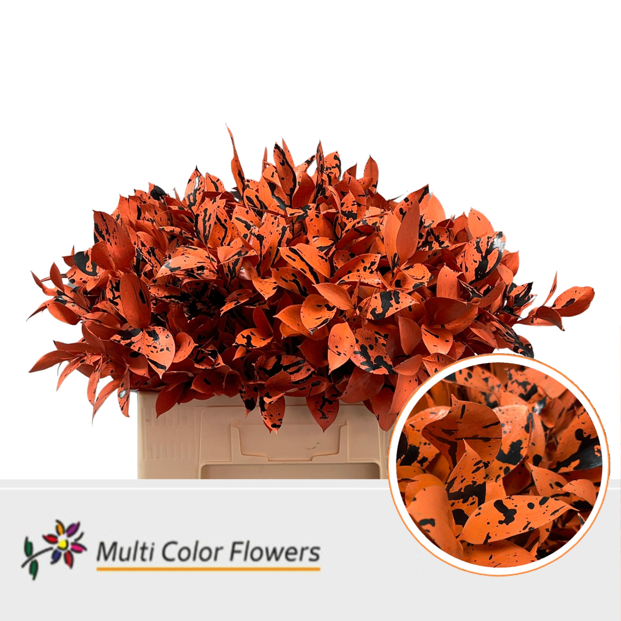 Рускус Овериг Крашеный (краш. ) 60, шт.