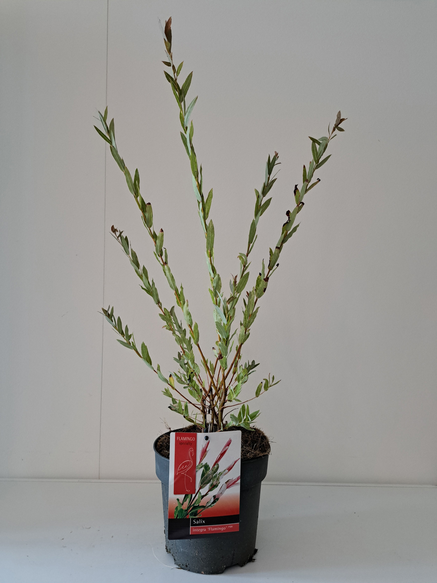Salix Flamingo bush P19 roze pot, D 19 cm