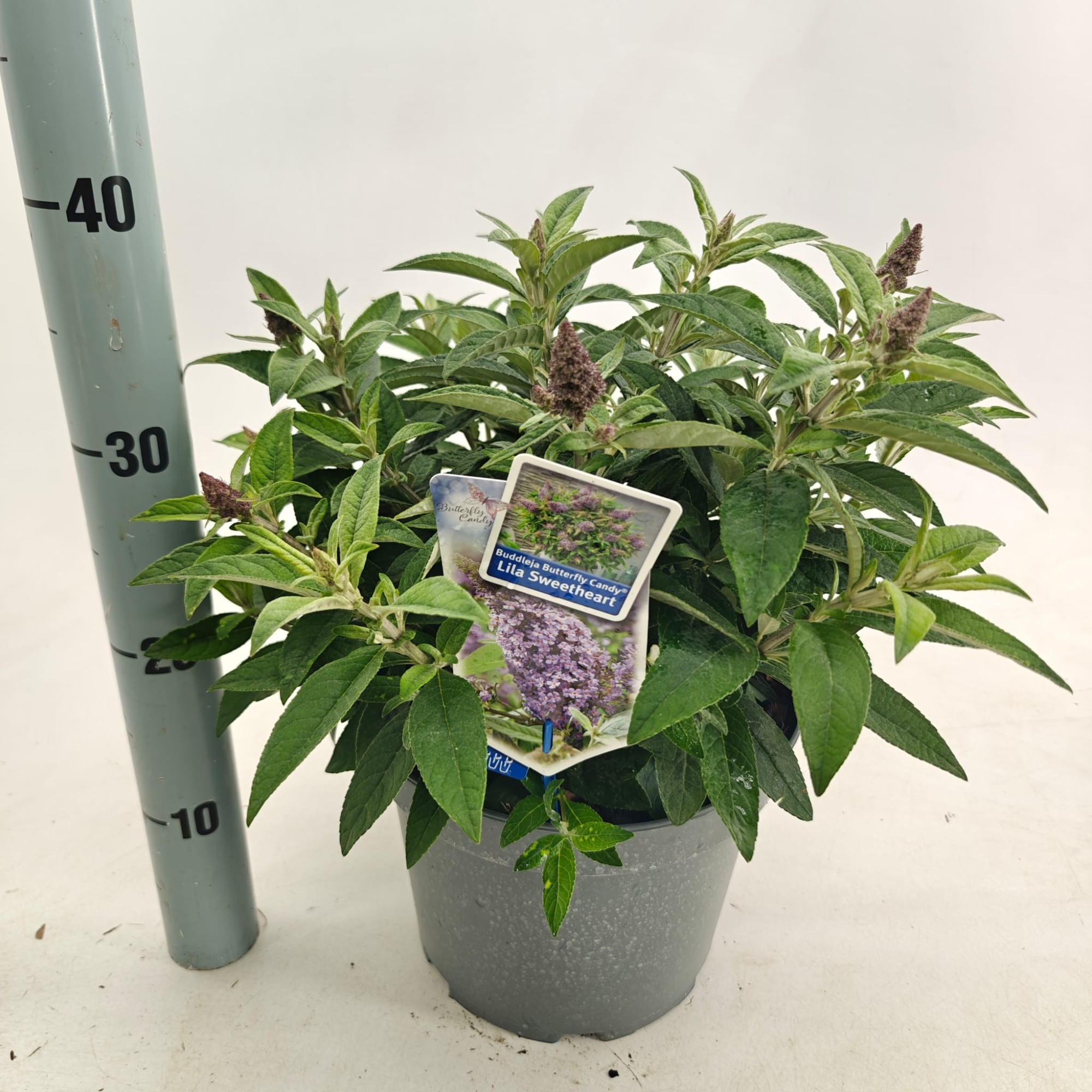 Buddleja d. Butt. Candy® Lila Sweetheart ('BotEx 002'PBR), D 23 cm