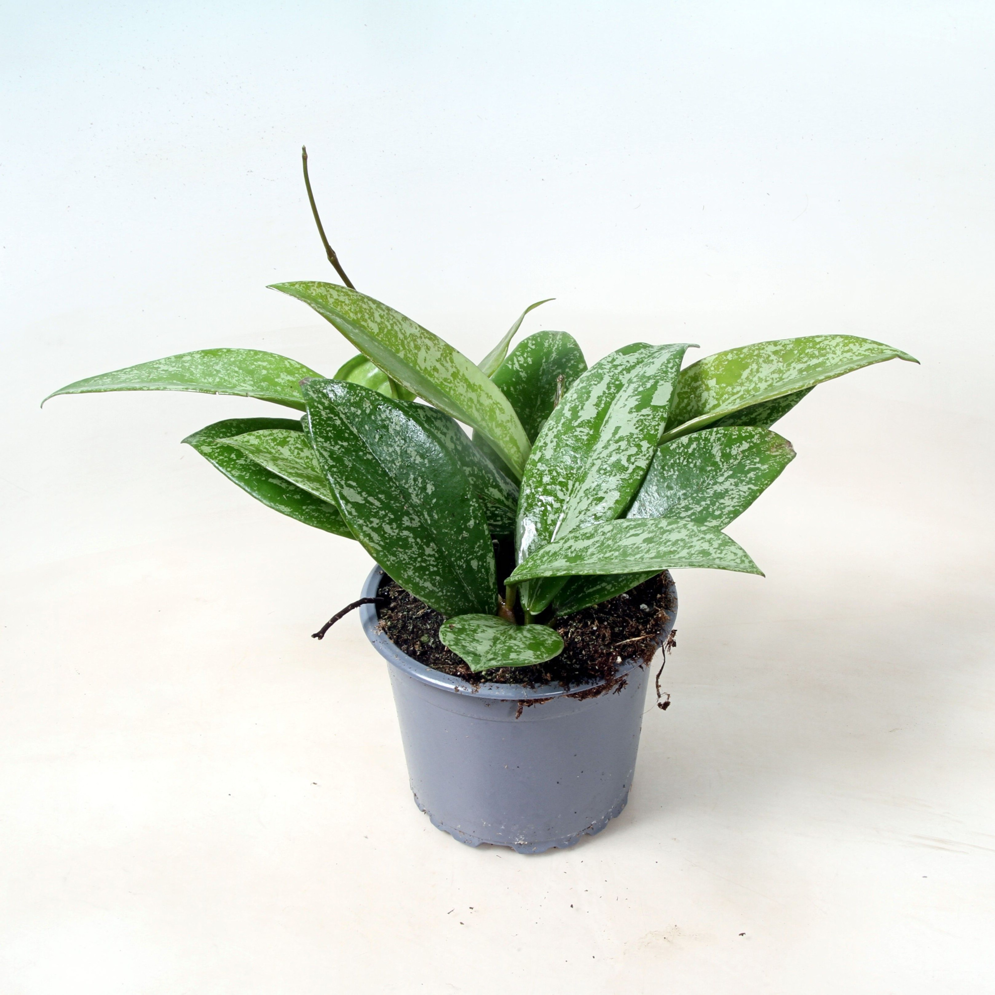 Hoya Carnosa Silverspots 9 cm, D 9