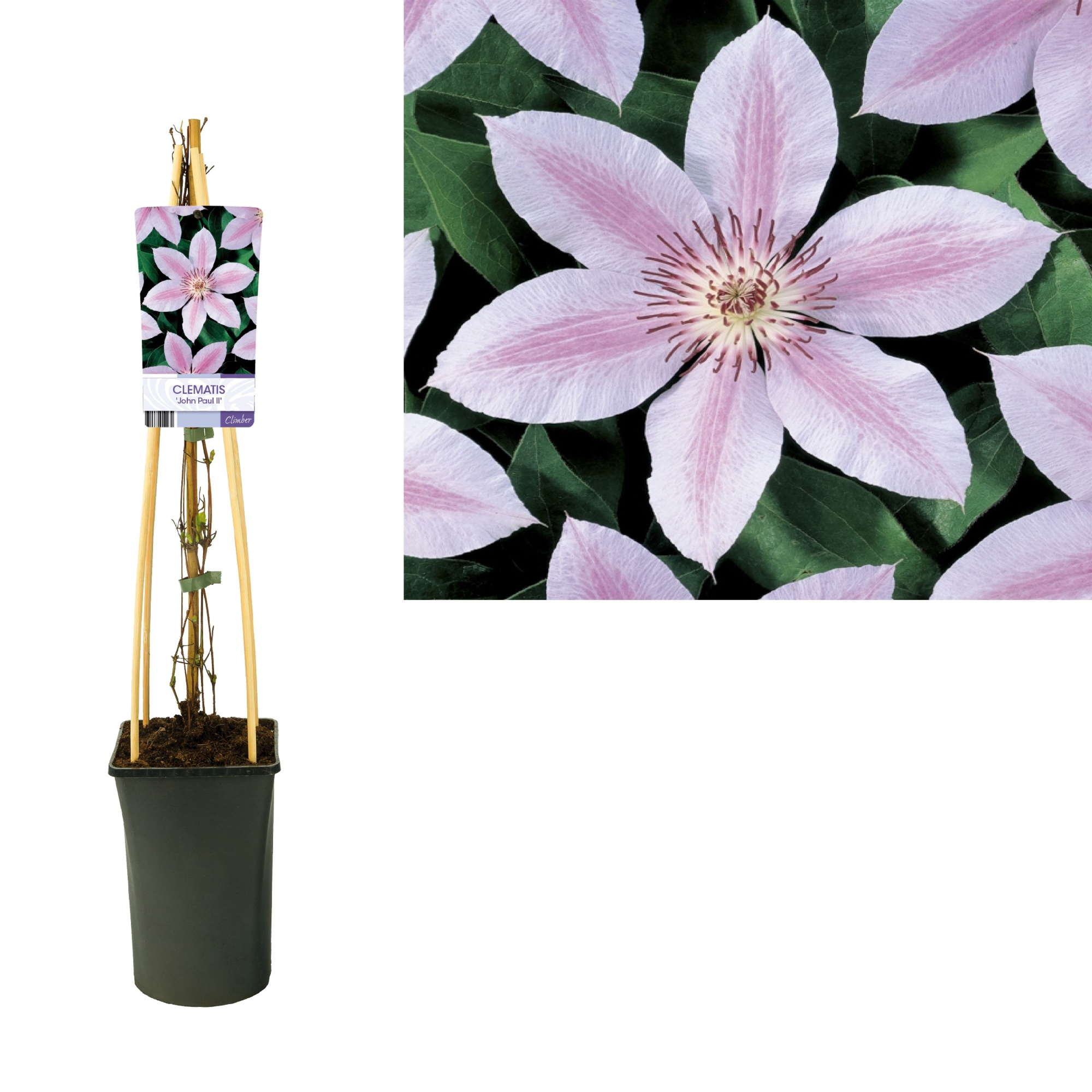 Clematis 'John Paul II' +light label, D 17 cm