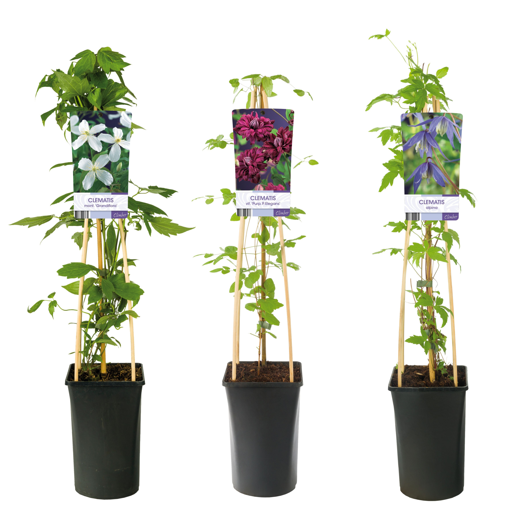 Mixtray Clematis small-flowered varieties +light label, D 17 cm