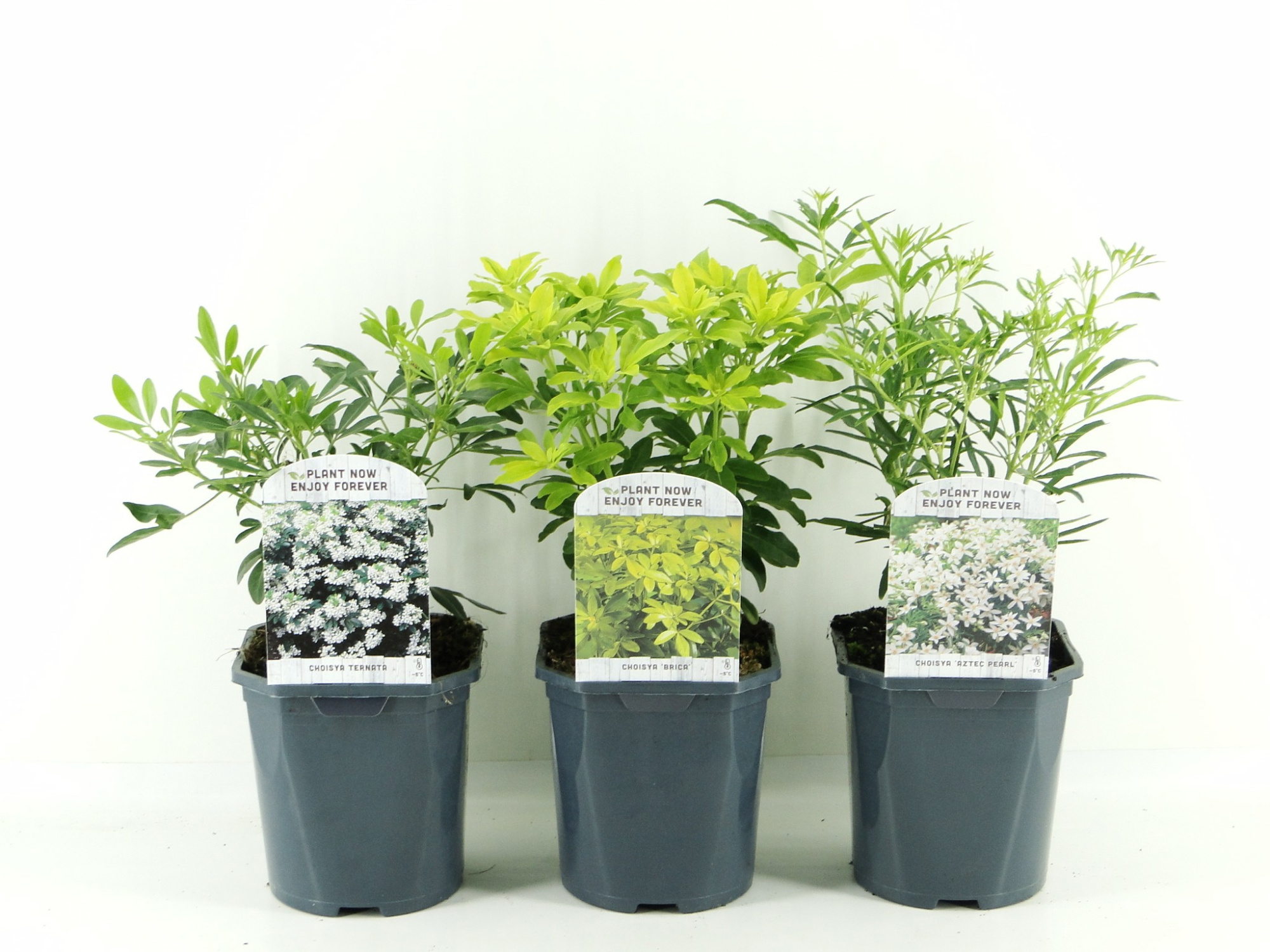 Choisya mix laag, D 17