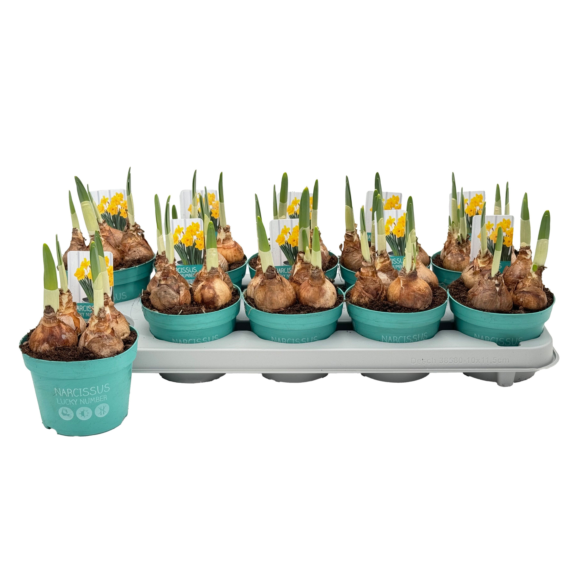 Narcis Lucky Number 'Diamond Collection', D 12