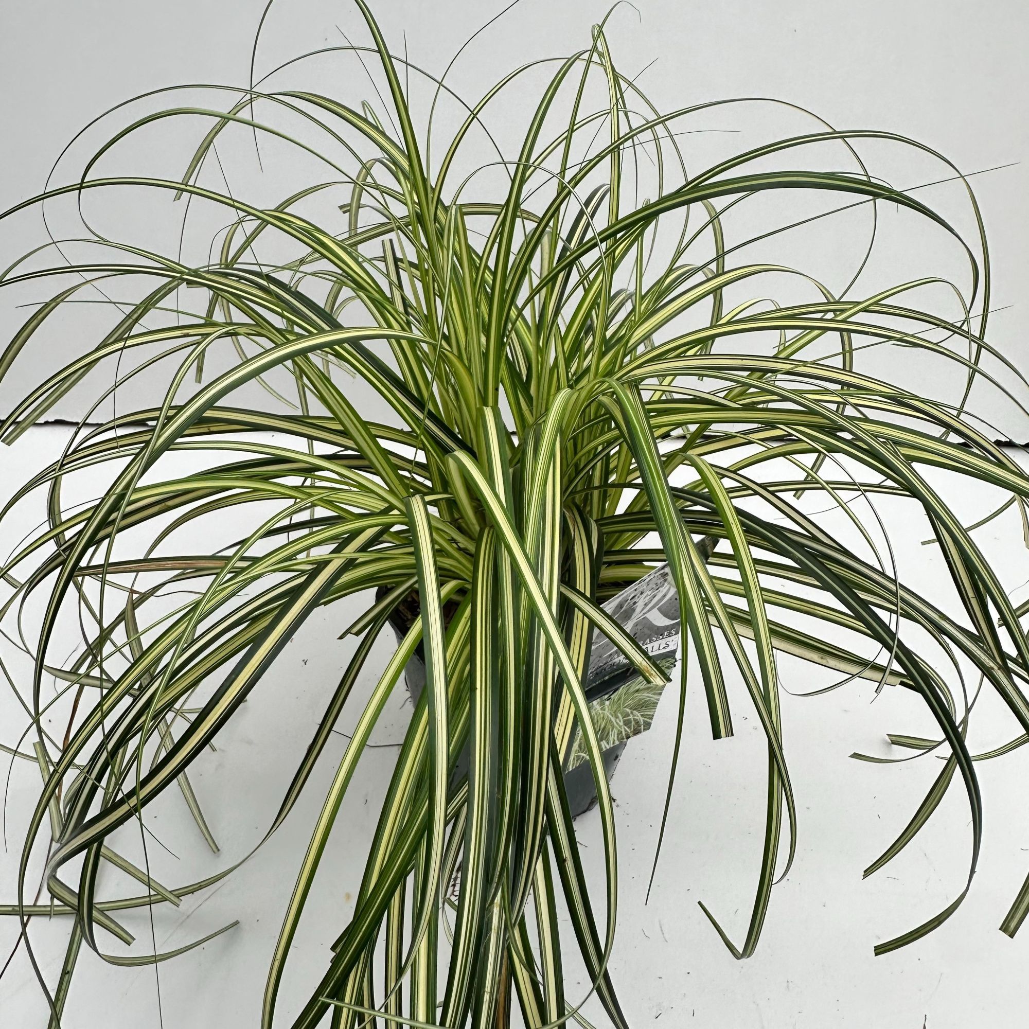 Carex 'Moon Falls', D 17