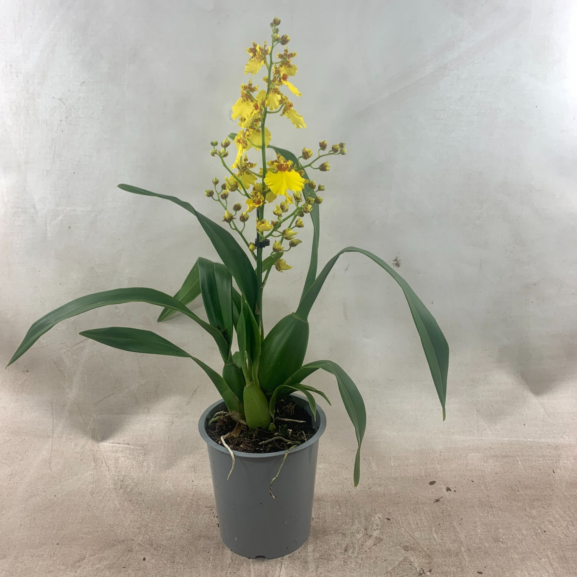 Oncidium 1-tak, D 12 cm