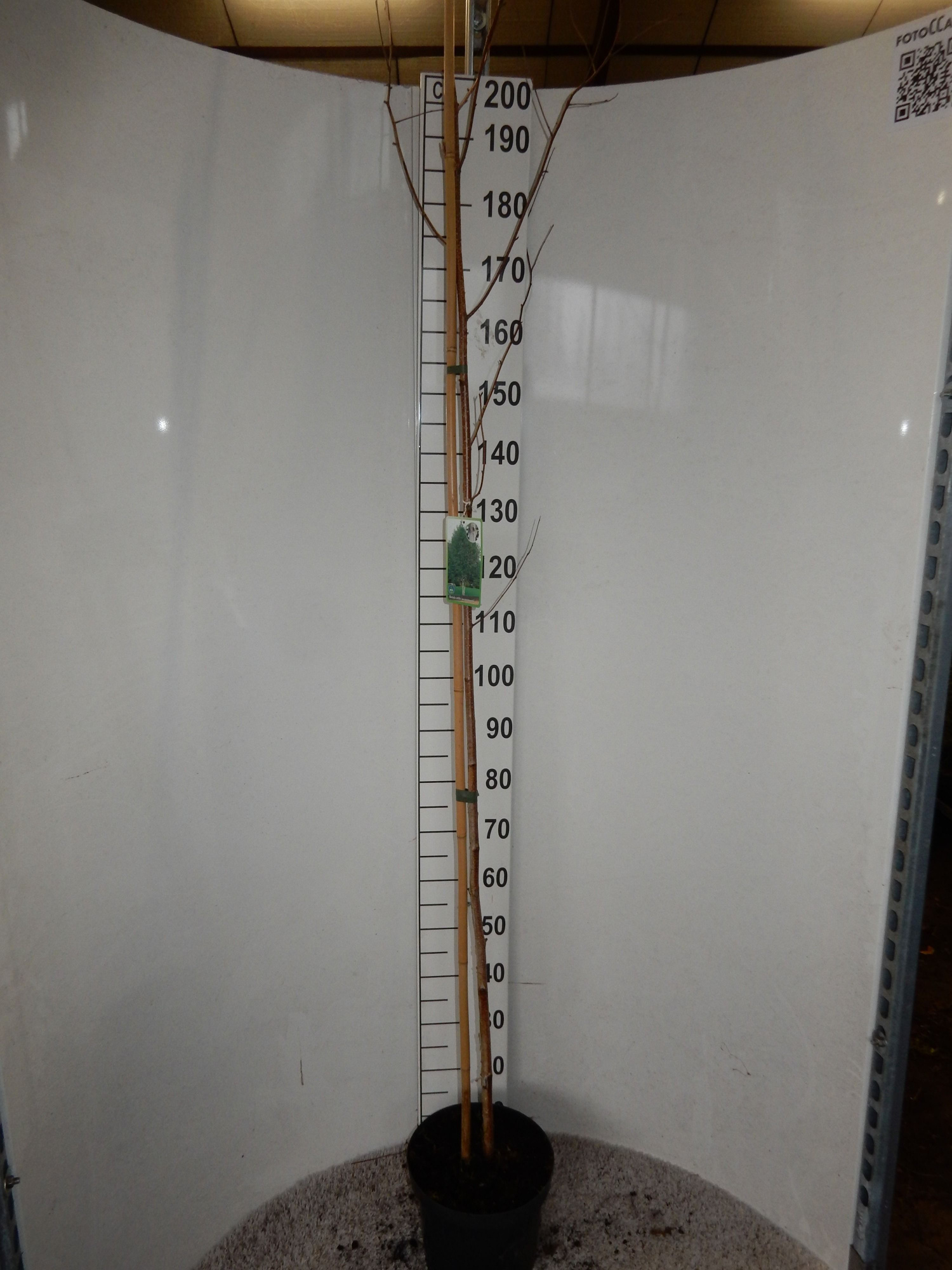 Betula u. jacquemontii 180 cm P26, D 26