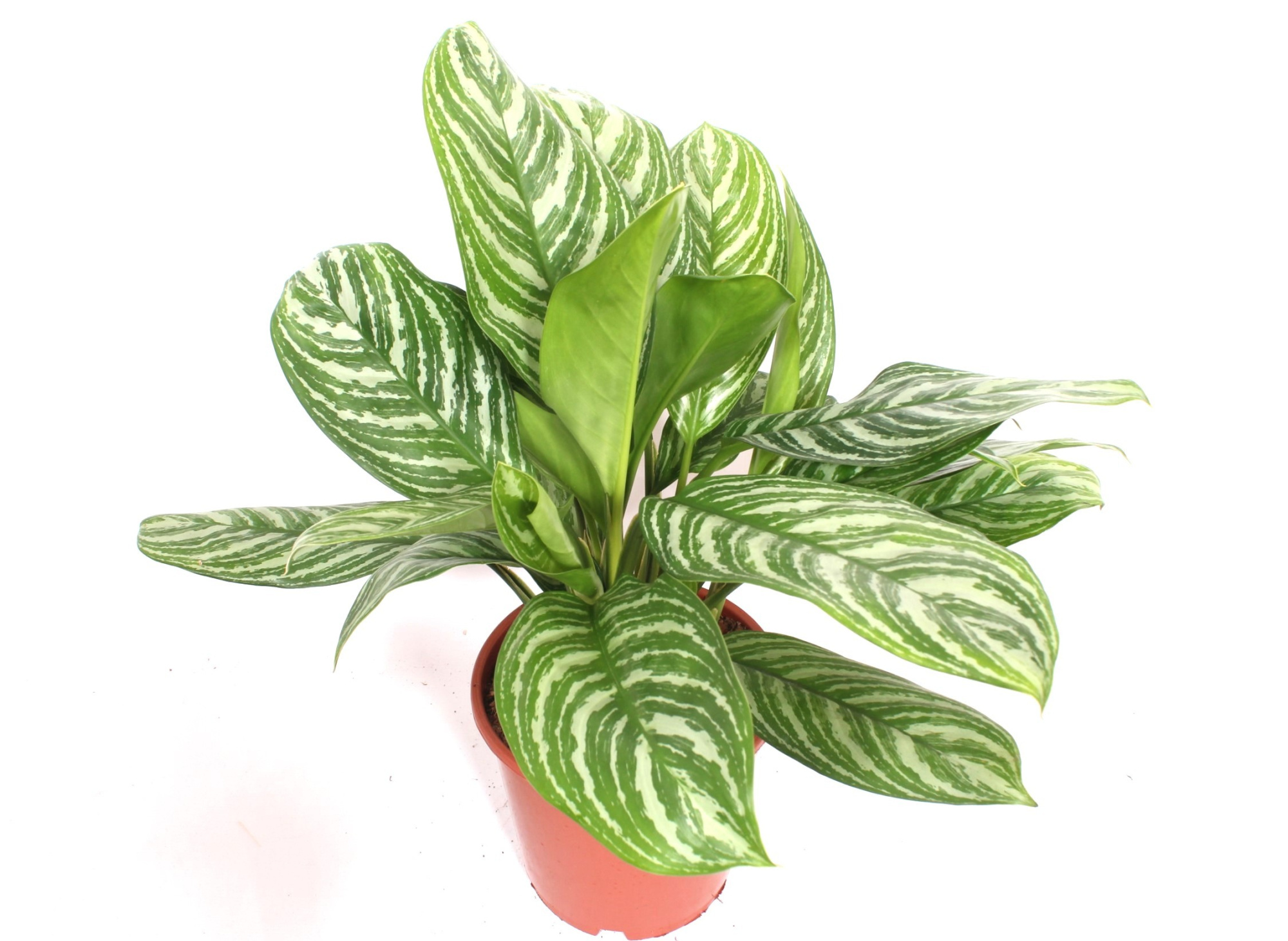 Aglaonema Stripes, D 24 cm